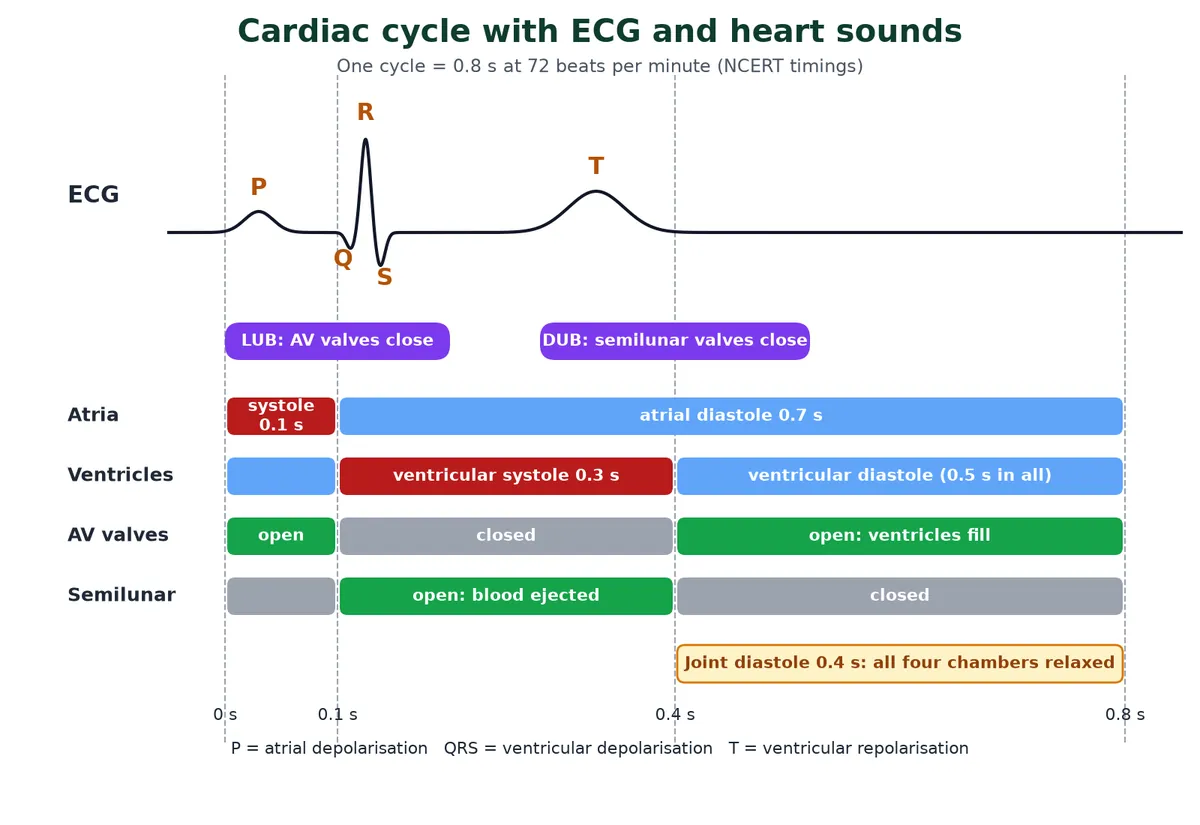 Cardiac cycle timing chart: ECG with P wave, QRS complex and T wave above bars for atrial systole 0.1 s, ventricular systole 0.3 s and joint diastole 0.4 s, AV and semilunar valve opening, and lub and dub heart sounds