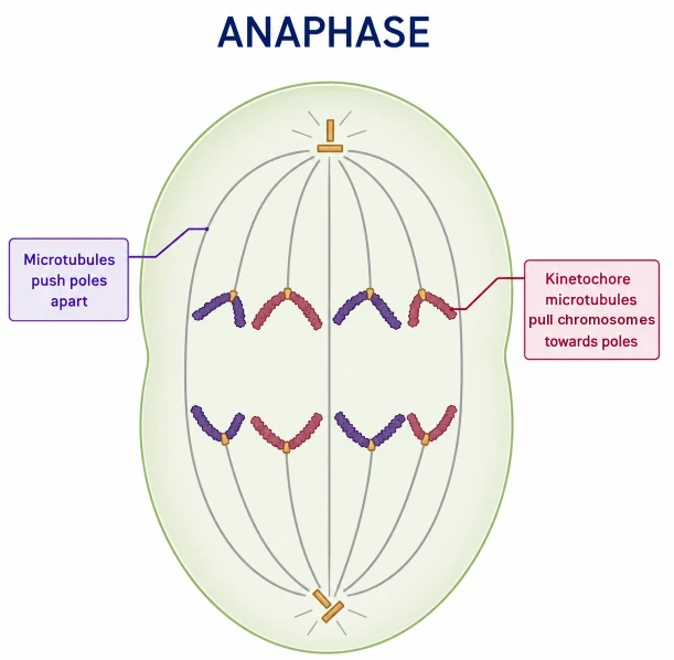 Cell cycle: anaphase cell with separated chromatids moving to opposite poles, kinetochore microtubules pulling and polar microtubules pushing the poles apart