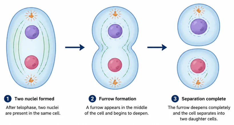 Cell cycle: animal cell cytokinesis in three steps, two nuclei formed, a cleavage furrow forming and two separate daughter cells