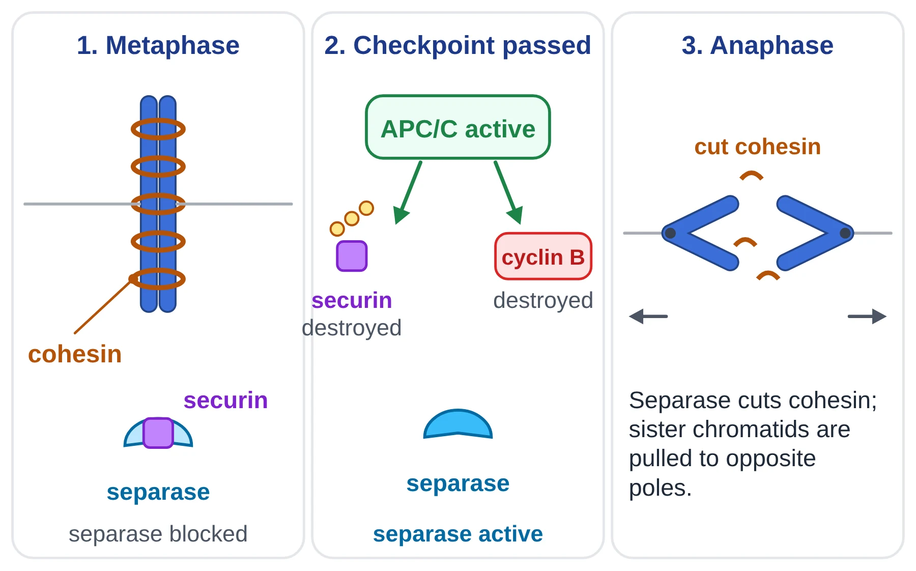 Cell cycle: three panels showing cohesin rings holding sister chromatids, APC/C destroying securin and cyclin B, and separase cutting cohesin at anaphase