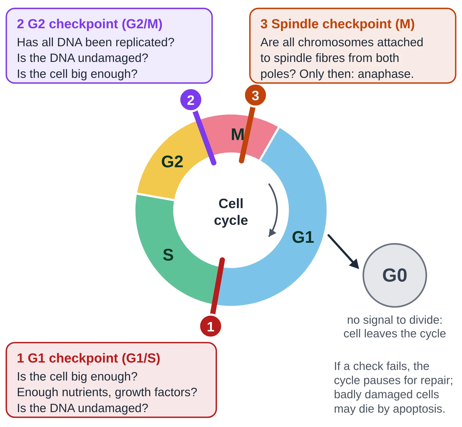 Cell cycle: ring diagram with the G1 checkpoint, G2 checkpoint and spindle checkpoint marked and boxes listing what each checkpoint checks