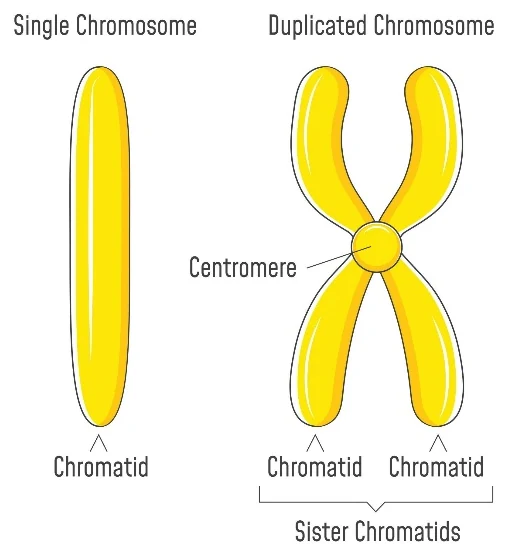 Cell cycle: single chromosome with one chromatid next to a duplicated chromosome with two sister chromatids joined at the centromere