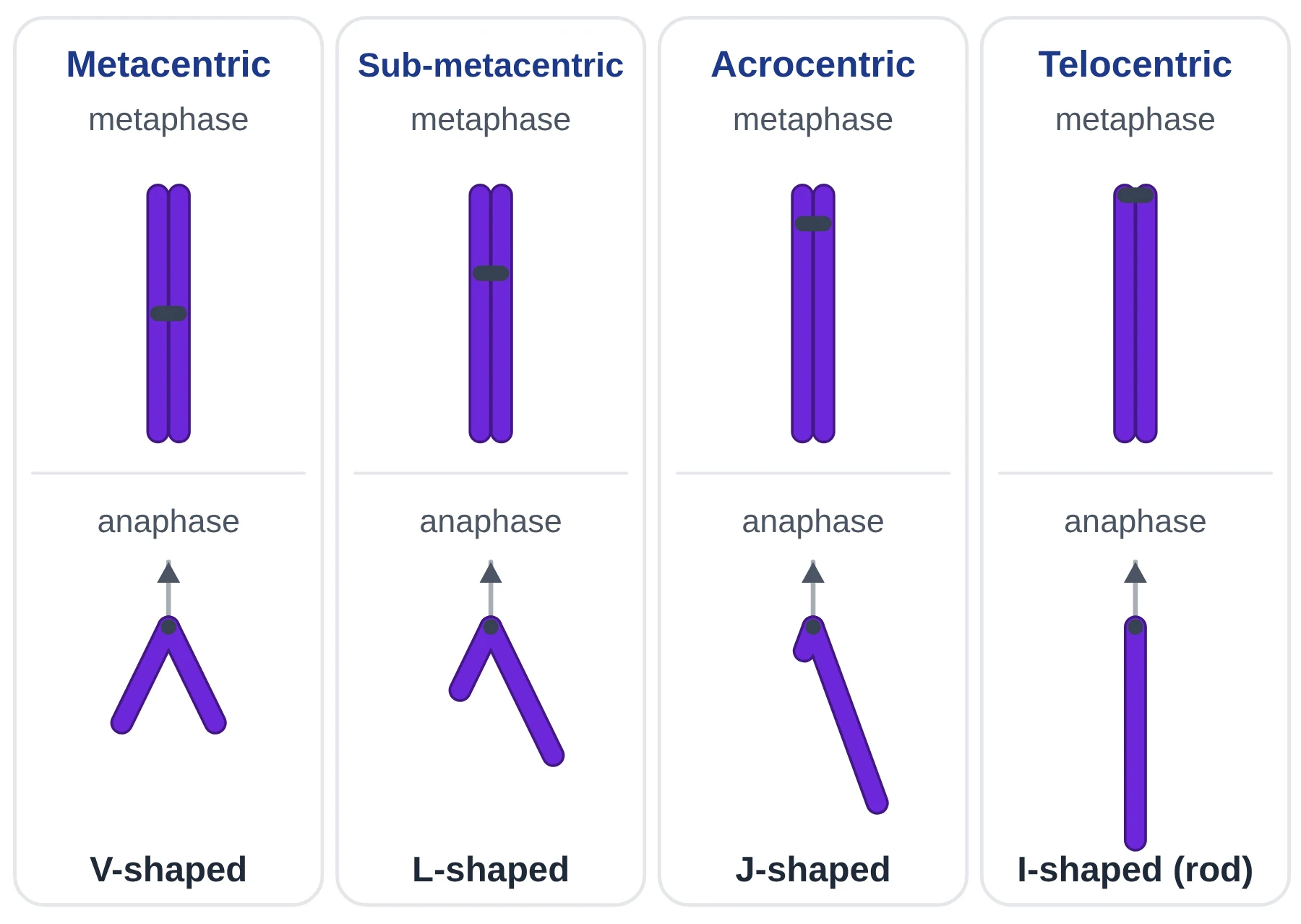 Cell cycle: metacentric, sub-metacentric, acrocentric and telocentric chromosomes at metaphase and their V, L, J and I shapes at anaphase