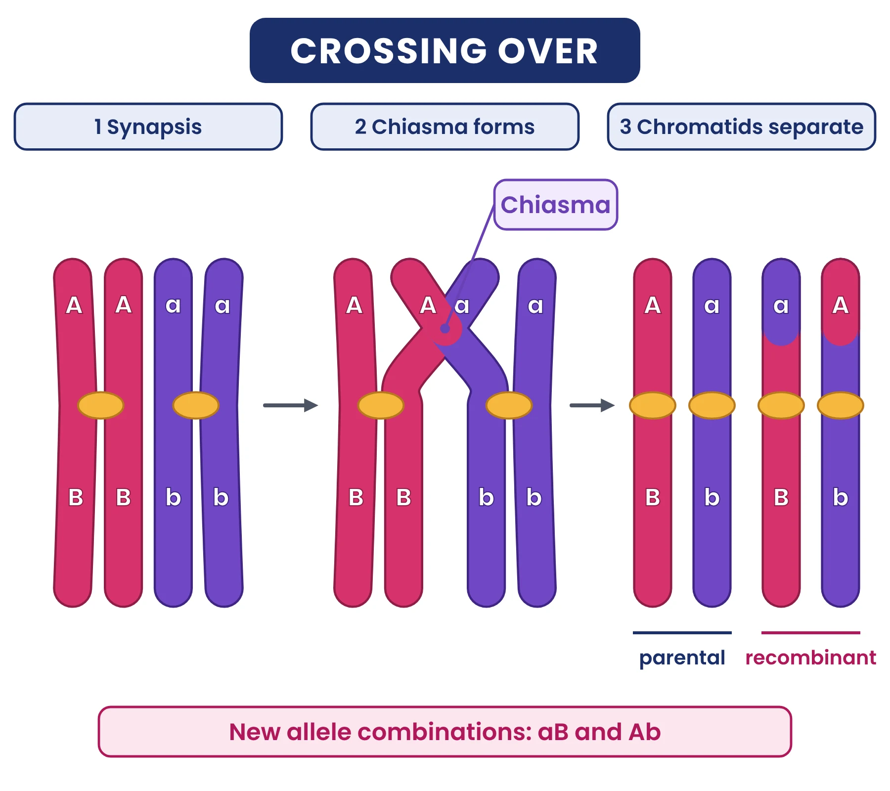 Cell cycle: crossing over in three steps, a paired bivalent with alleles A, B and a, b, a chiasma, then parental chromatids AB and ab and recombinant chromatids aB and Ab