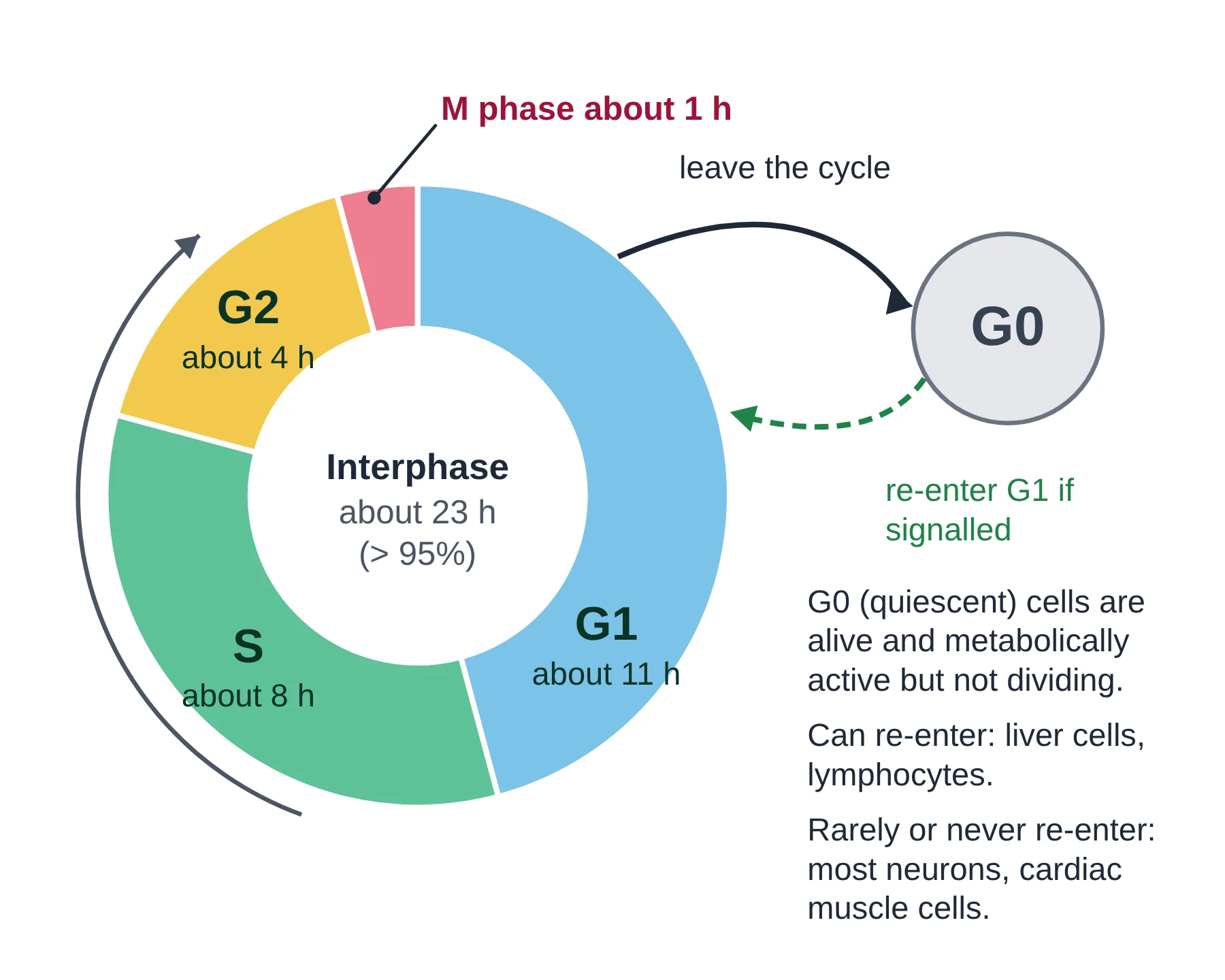 Cell cycle: ring diagram drawn to scale with G1 about 11 hours, S about 8 hours, G2 about 4 hours and M phase about 1 hour, and an exit from G1 into G0