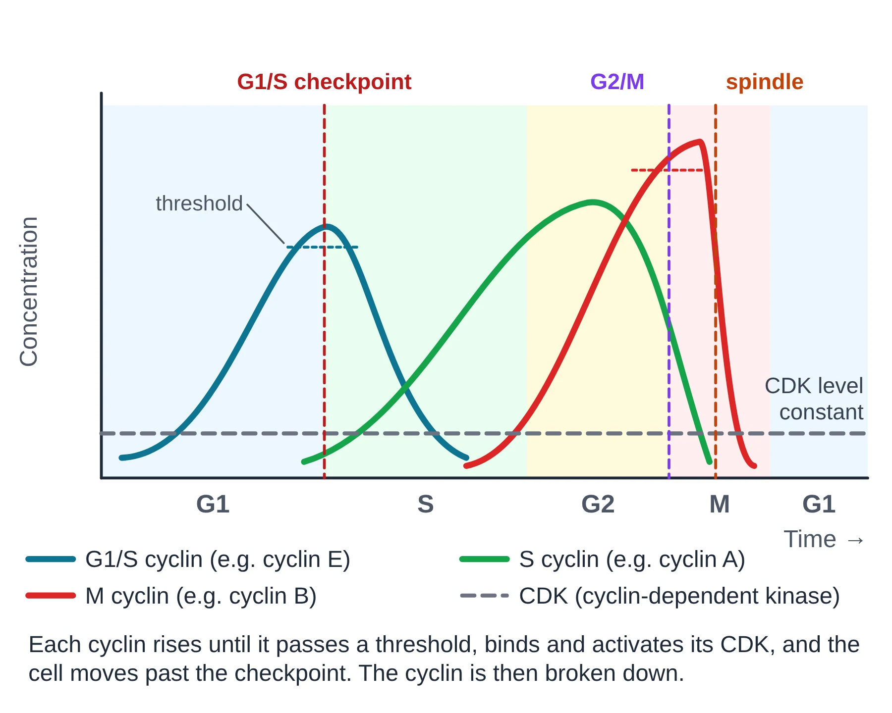 Cell cycle: graph of G1/S cyclin, S cyclin and M cyclin concentrations rising and falling through G1, S, G2 and M phases with a constant CDK level and checkpoint thresholds