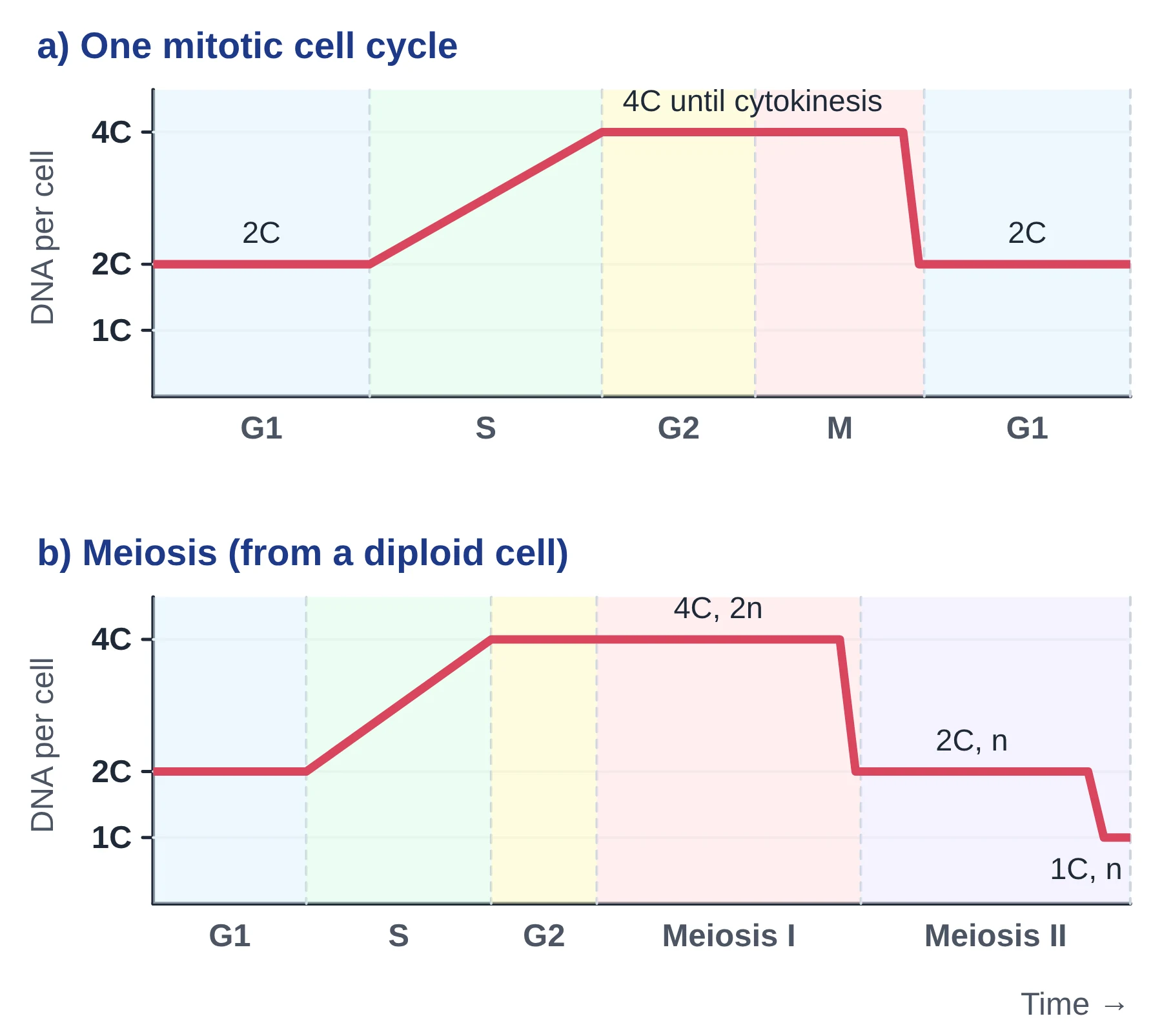 Cell cycle: two graphs of DNA content per cell against time, mitosis from 2C to 4C and back to 2C, meiosis from 2C to 4C then 2C after meiosis I and 1C after meiosis II