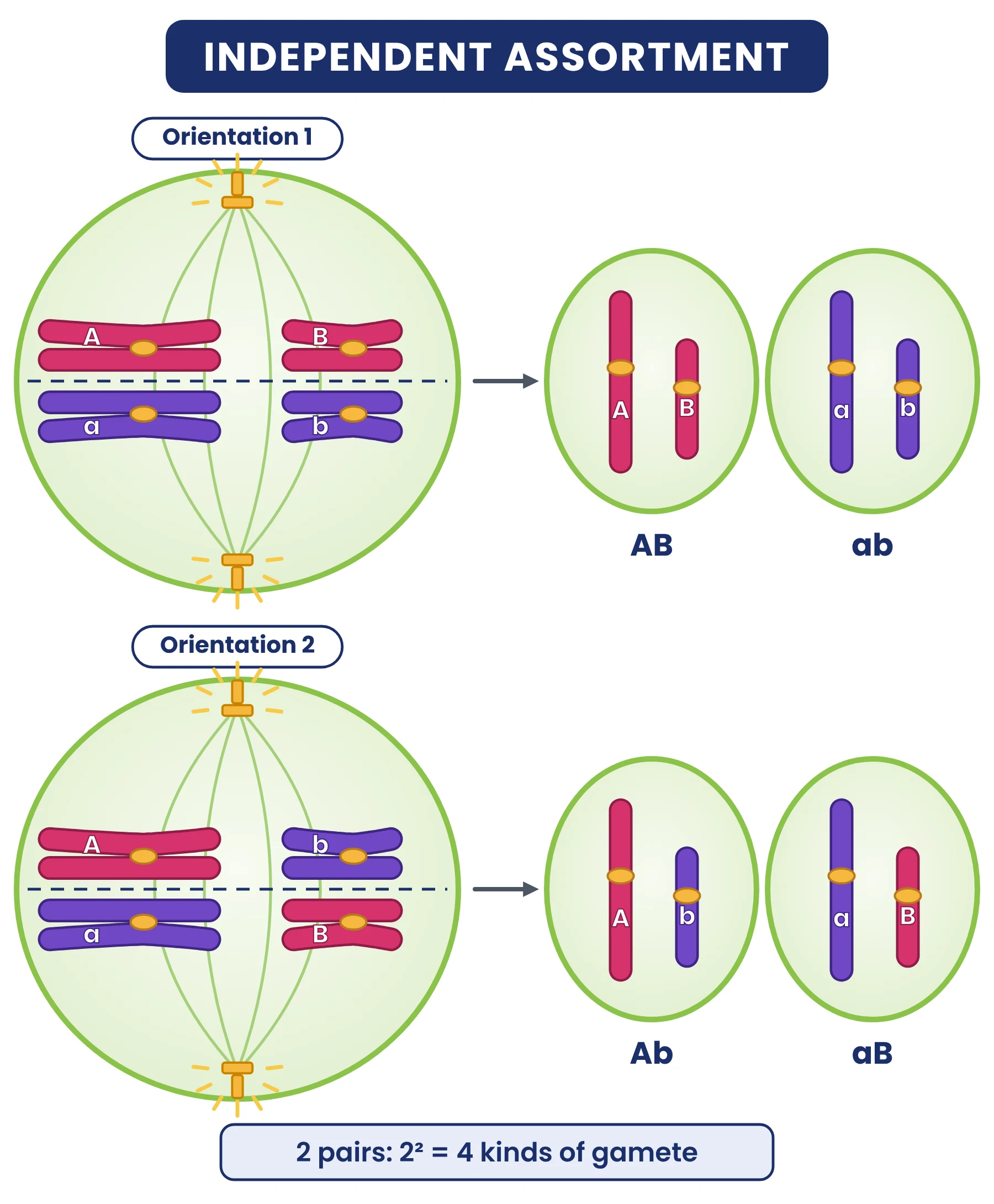 Cell cycle: independent assortment, two orientations of two bivalents at metaphase I giving gametes AB and ab or Ab and aB