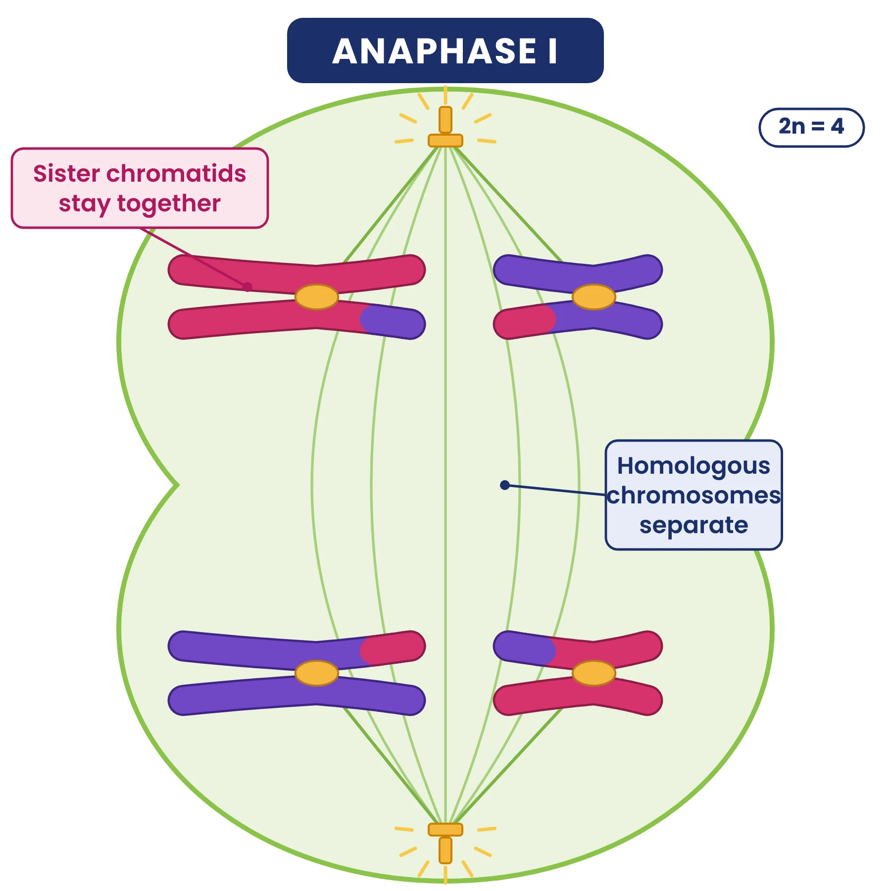 Cell cycle: anaphase I of meiosis with two chromosomes of two chromatids moving to each pole and recombinant chromatid tips visible
