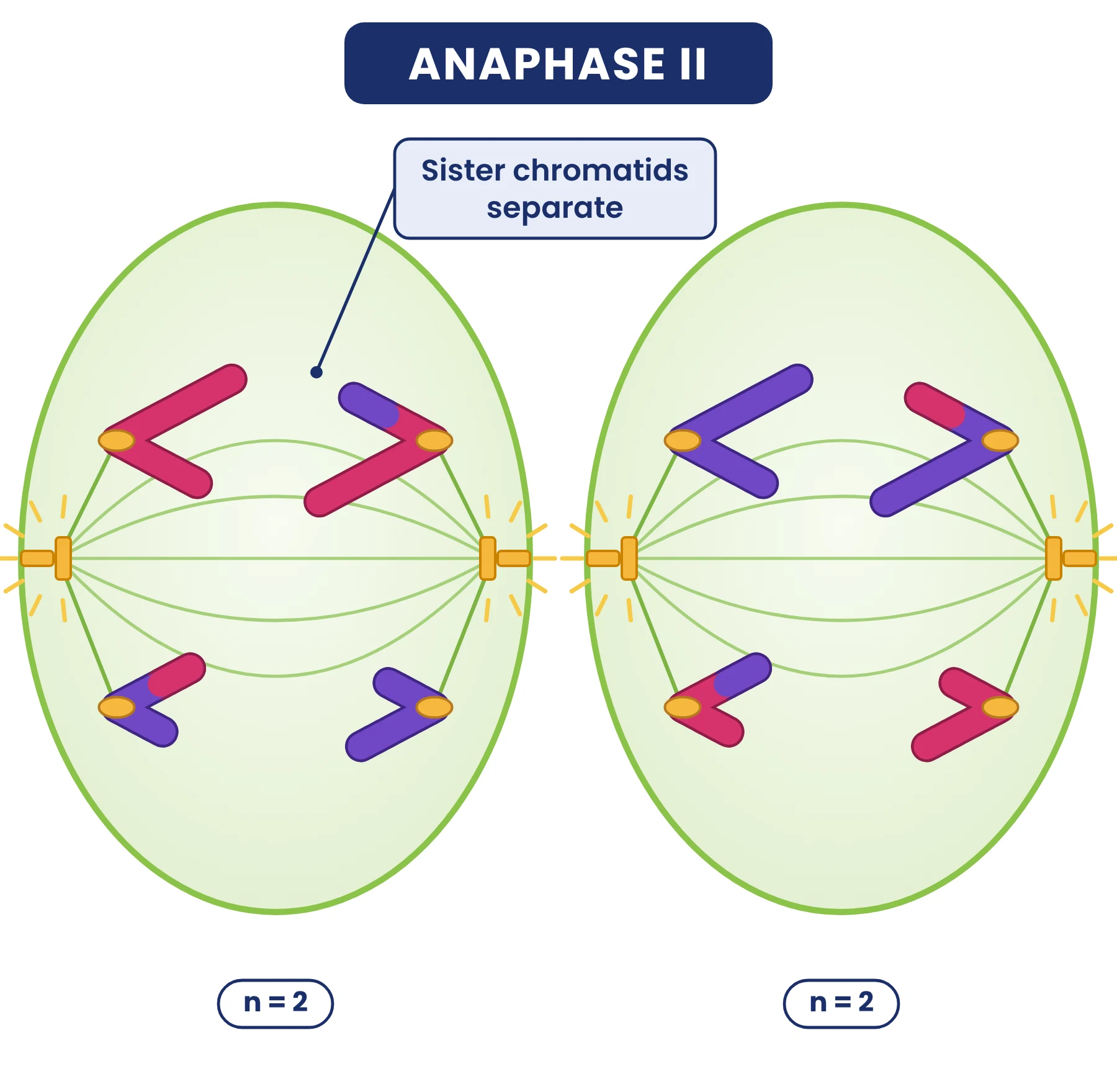 Cell cycle: anaphase II in two cells with single-chromatid chromosomes moving to opposite poles