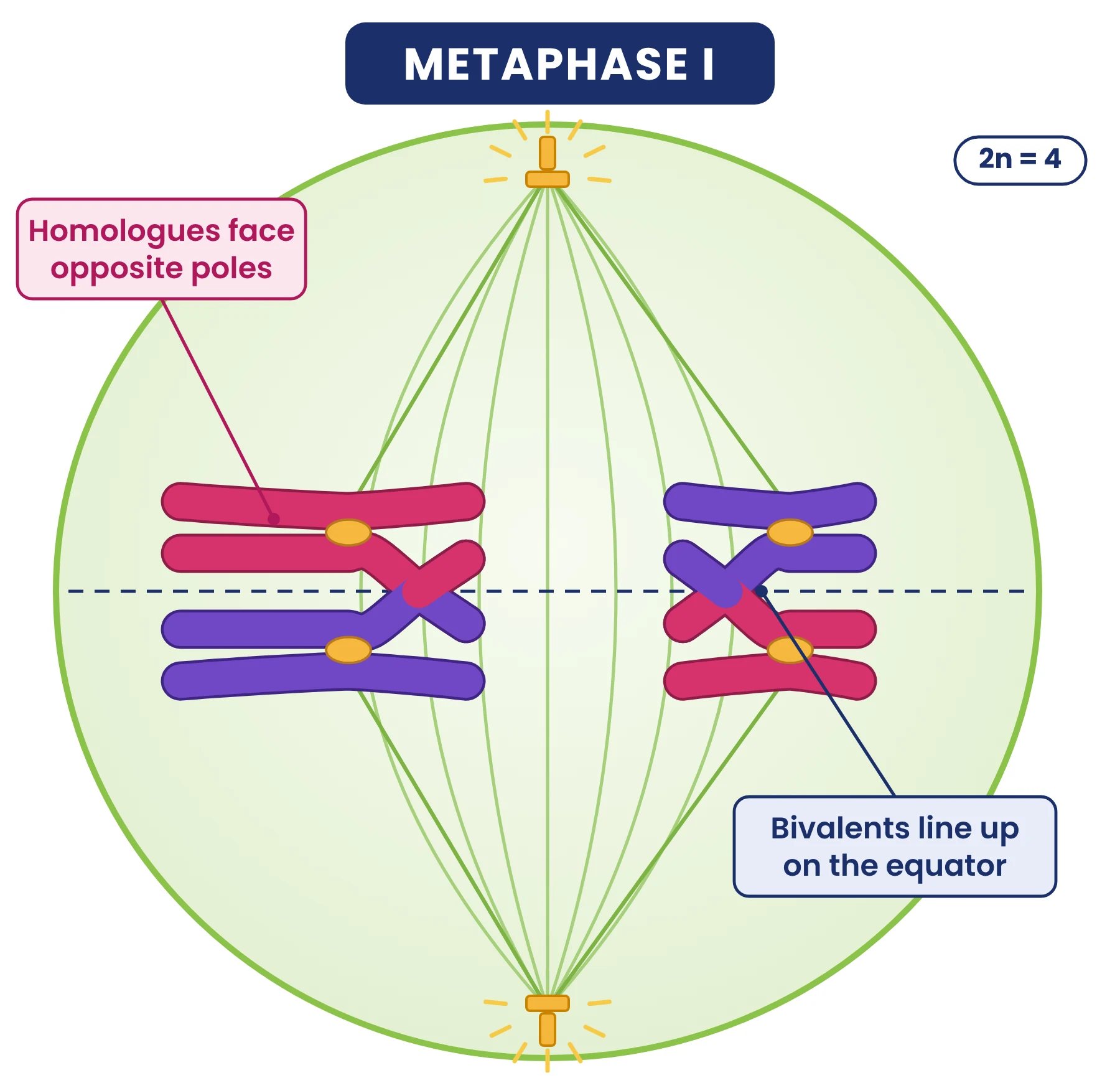 Cell cycle: metaphase I of meiosis with two bivalents on the equator and homologous chromosomes attached to opposite poles