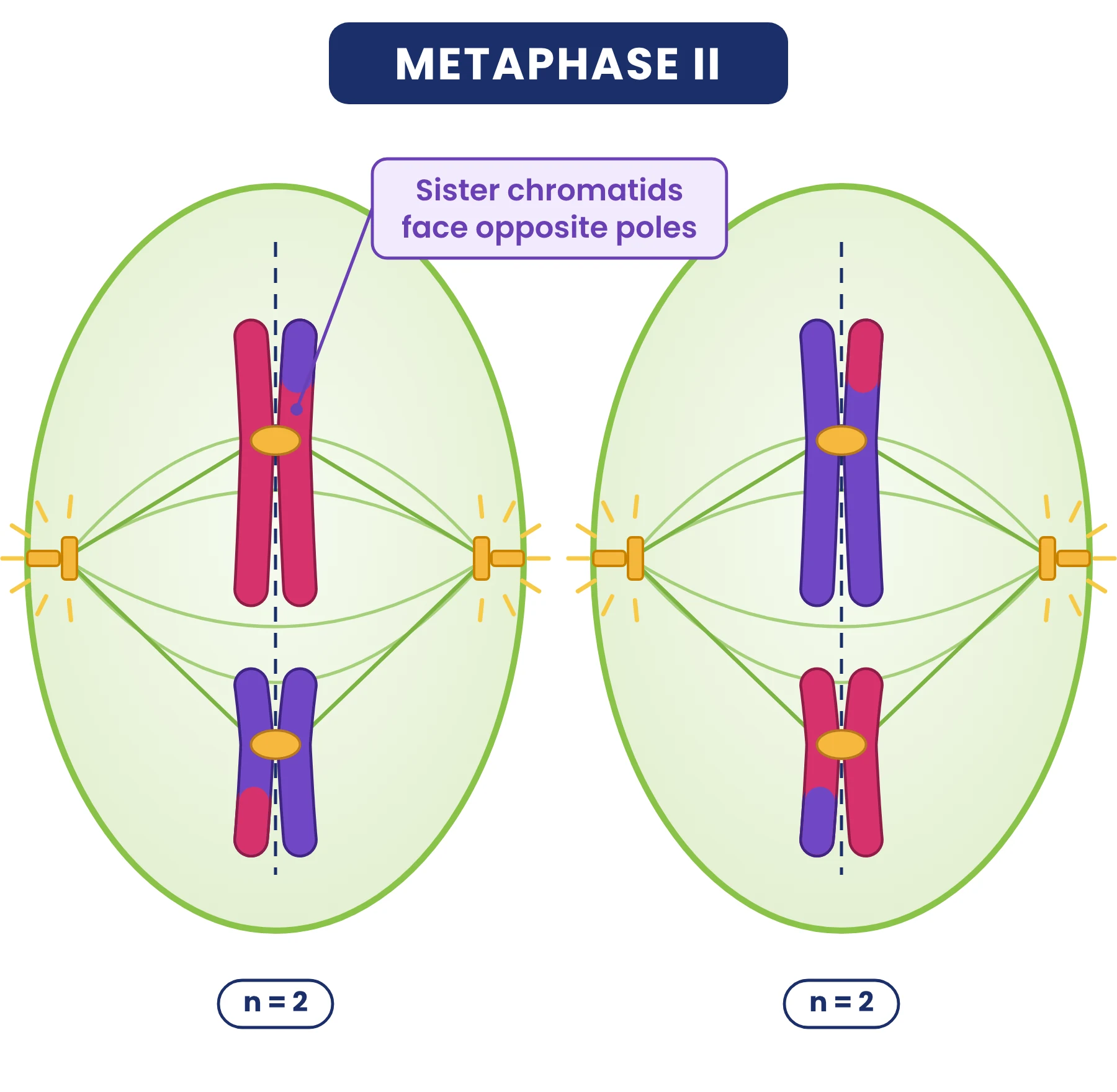 Cell cycle: metaphase II in two cells with chromosomes lined up singly and sister chromatids facing opposite poles