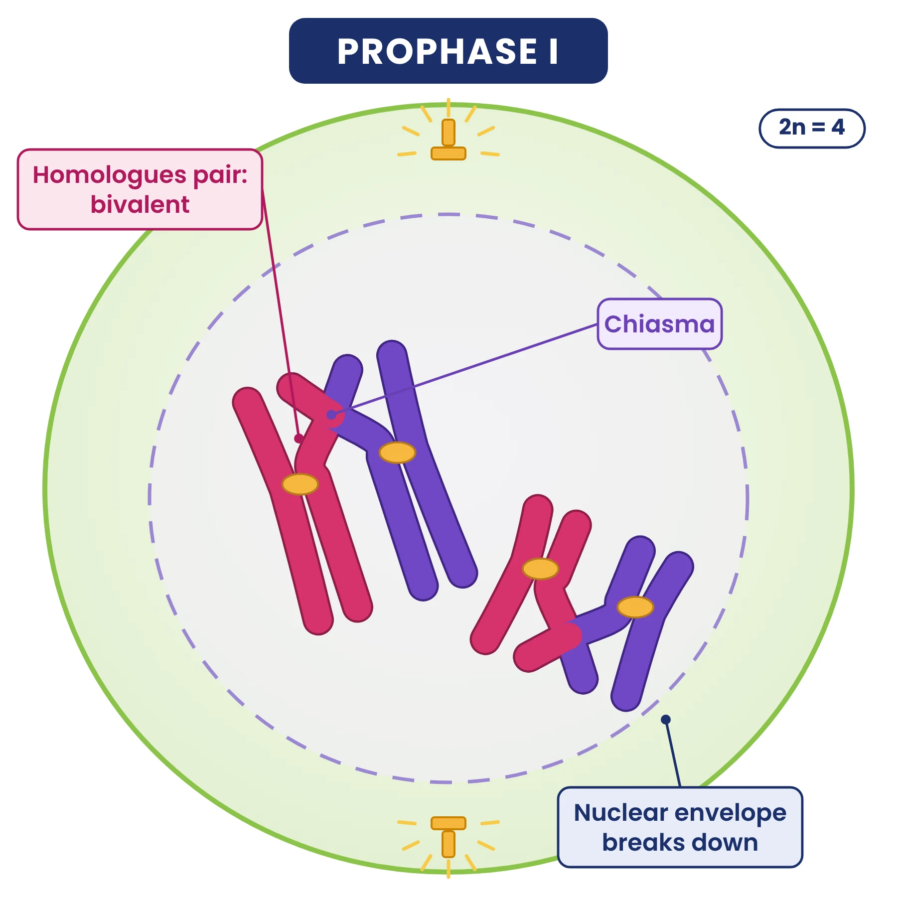 Cell cycle: prophase I of meiosis with two bivalents (4 chromosomes, 8 chromatids), a chiasma in each and the nuclear envelope breaking down