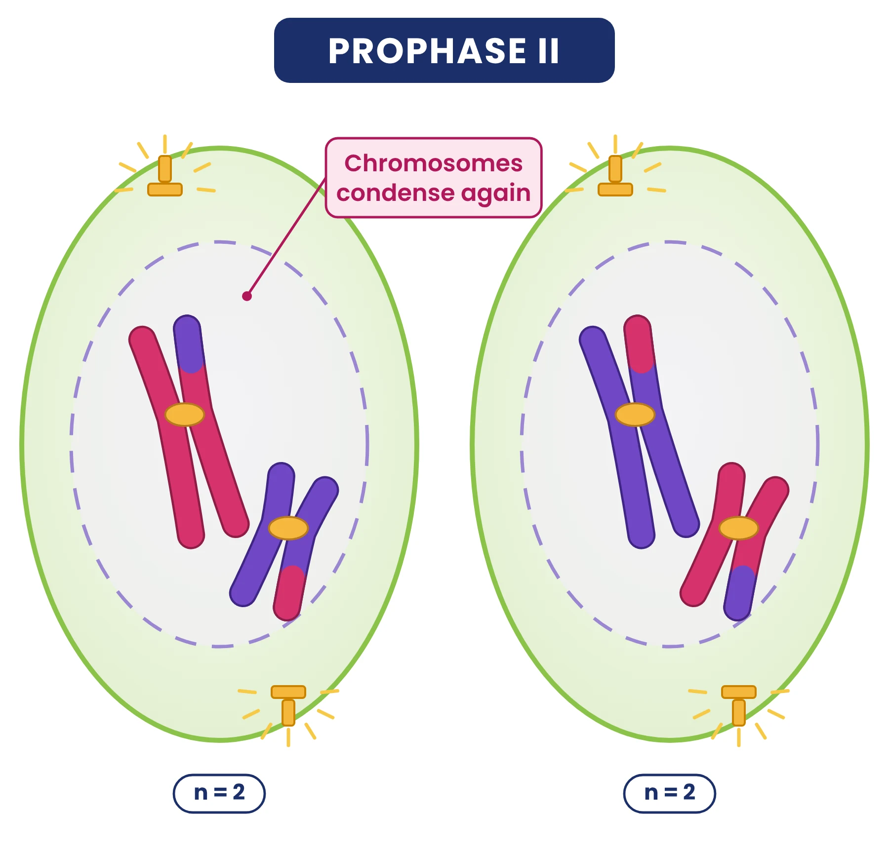 Cell cycle: prophase II in two haploid cells, each with 2 chromosomes of 2 chromatids condensing again
