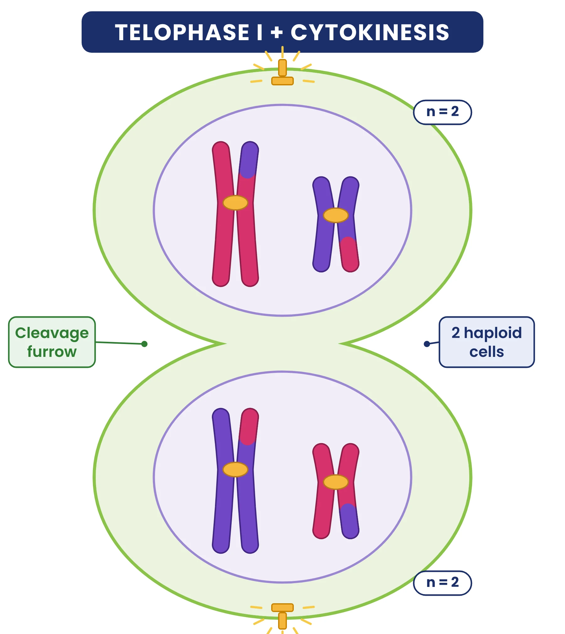 Cell cycle: telophase I and cytokinesis producing two haploid cells, each with 2 chromosomes of 2 chromatids