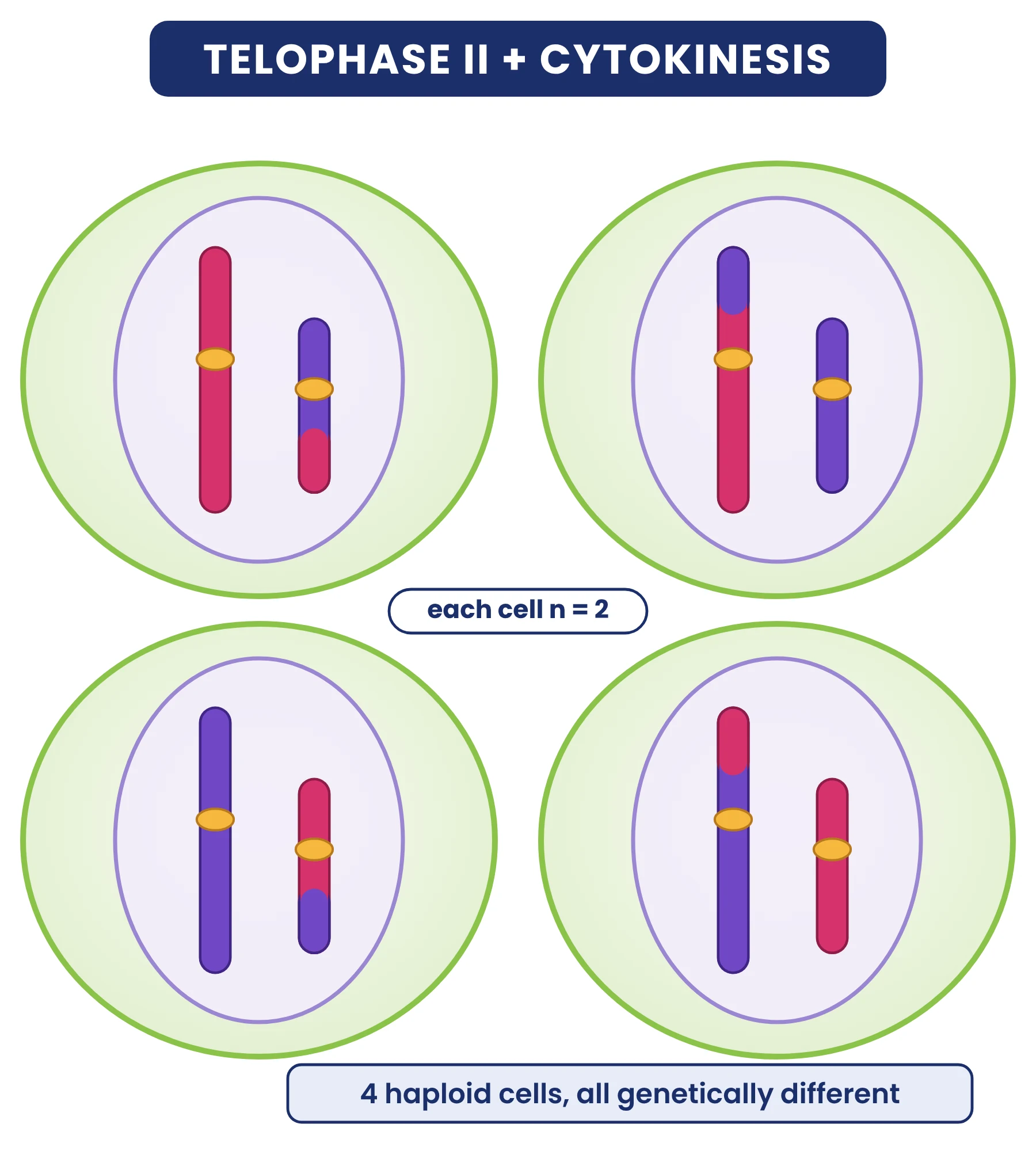 Cell cycle: telophase II and cytokinesis giving four haploid cells, each with 2 single-chromatid chromosomes with different recombinant colour patches