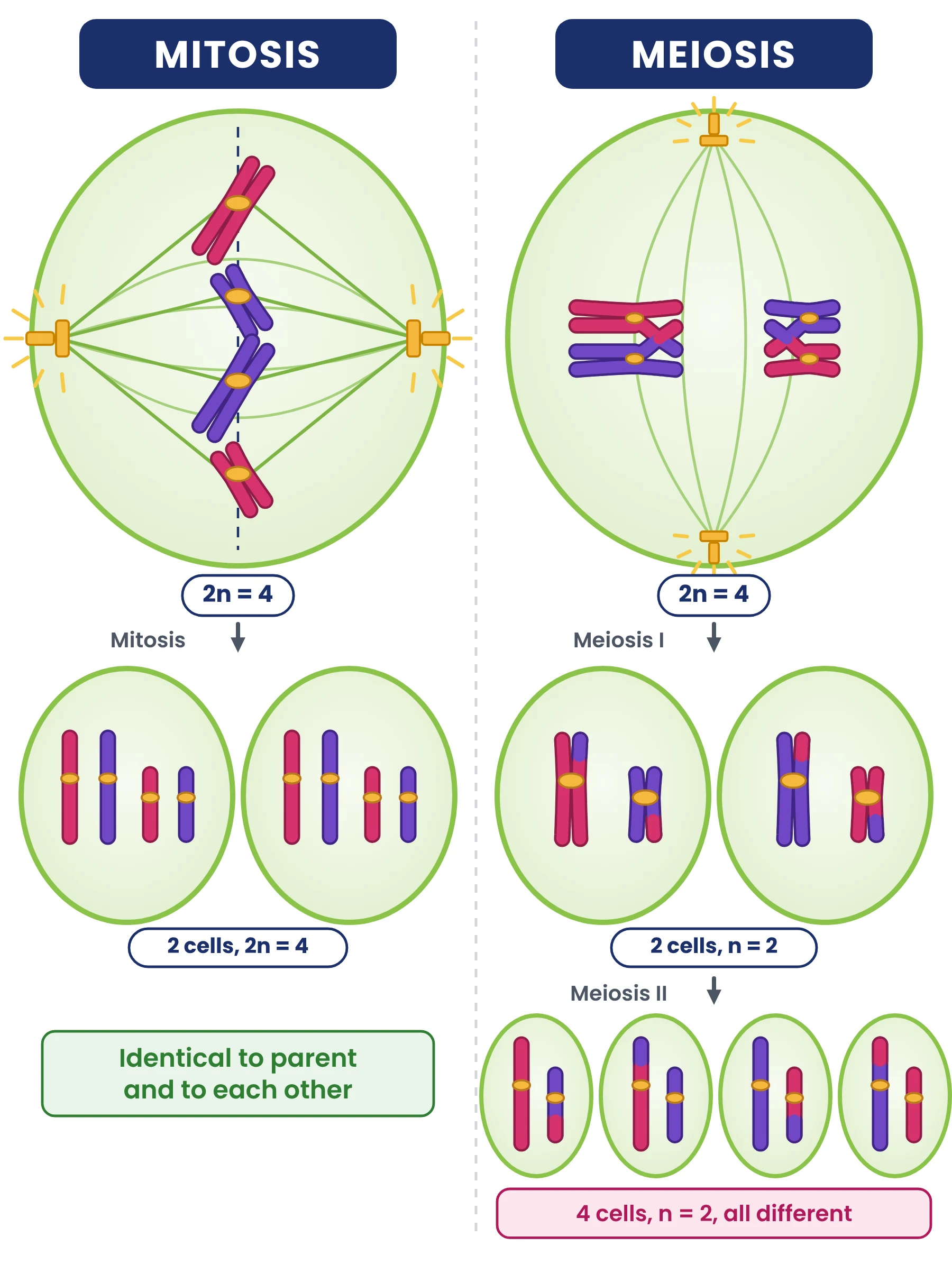 Cell cycle: mitosis versus meiosis in a cell with 2n equals 4, mitosis giving two identical diploid cells and meiosis giving four different haploid cells