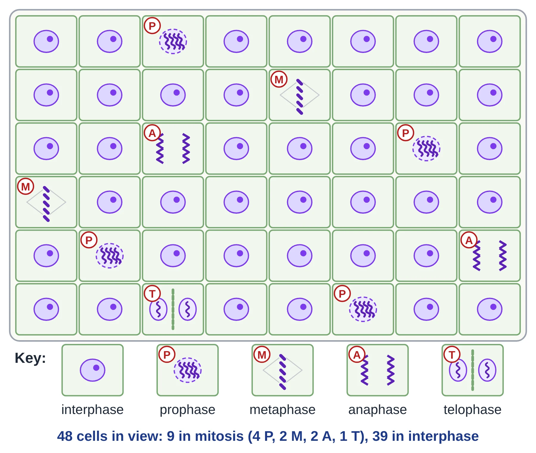 Cell cycle: grid of 48 cells from a root tip with 4 prophase, 2 metaphase, 2 anaphase and 1 telophase cell for calculating the mitotic index