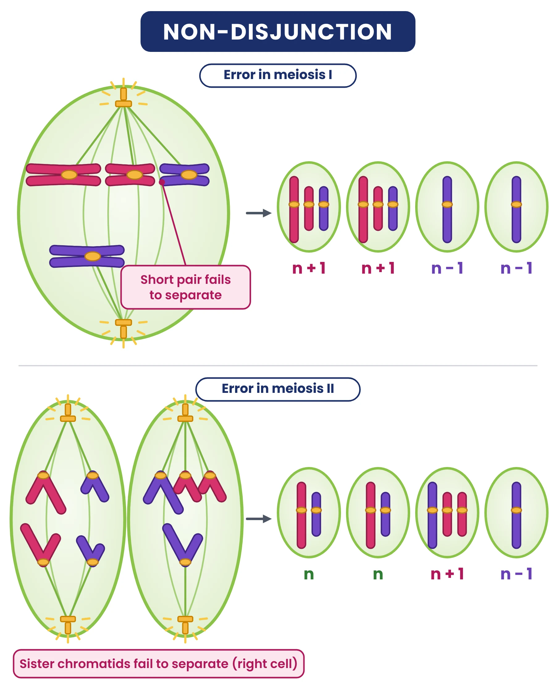 Cell cycle: non-disjunction of one chromosome pair in meiosis I and in meiosis II producing gametes with 3, 1 or 2 chromosomes labelled n plus 1, n minus 1 and n