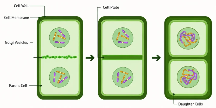Cell cycle: plant cell cytokinesis with Golgi vesicles lining up at the equator, a cell plate forming and two daughter cells separated by a new wall