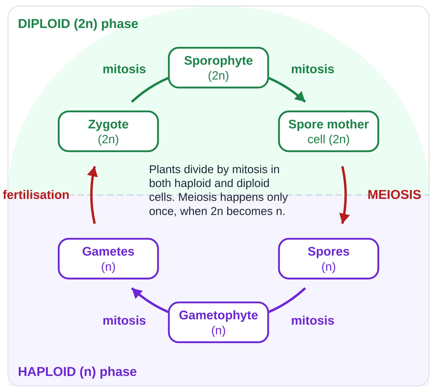 Cell cycle: plant life cycle with diploid sporophyte, spore mother cell and zygote and haploid spores, gametophyte and gametes, showing where mitosis and meiosis occur