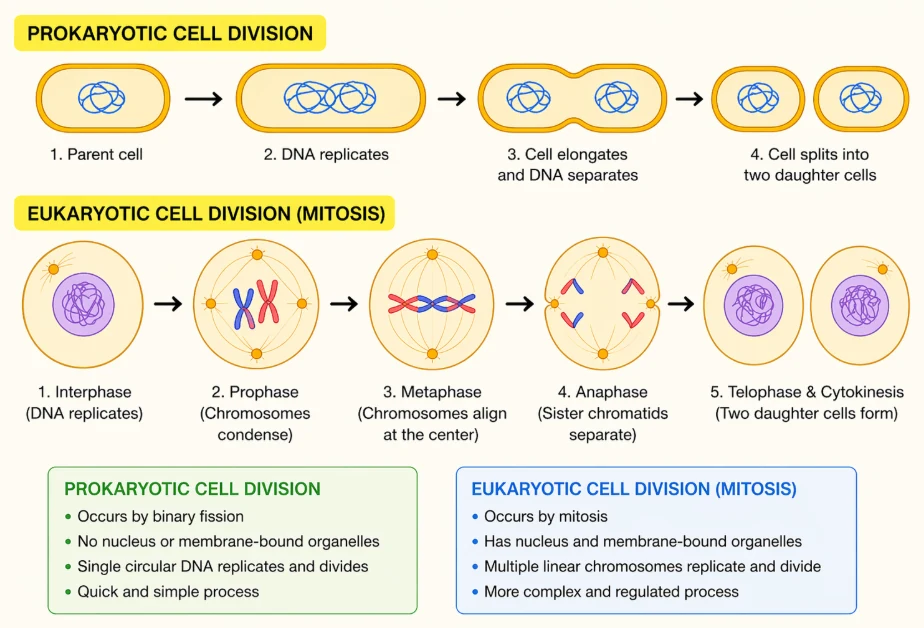 Cell cycle: comparison of prokaryotic binary fission with eukaryotic cell division by mitosis, interphase to telophase and cytokinesis