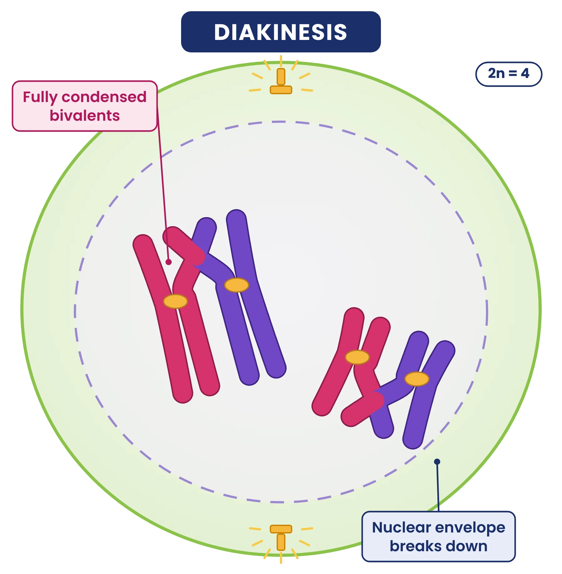 Cell cycle: diakinesis of prophase I with two fully condensed bivalents and the nuclear envelope breaking down
