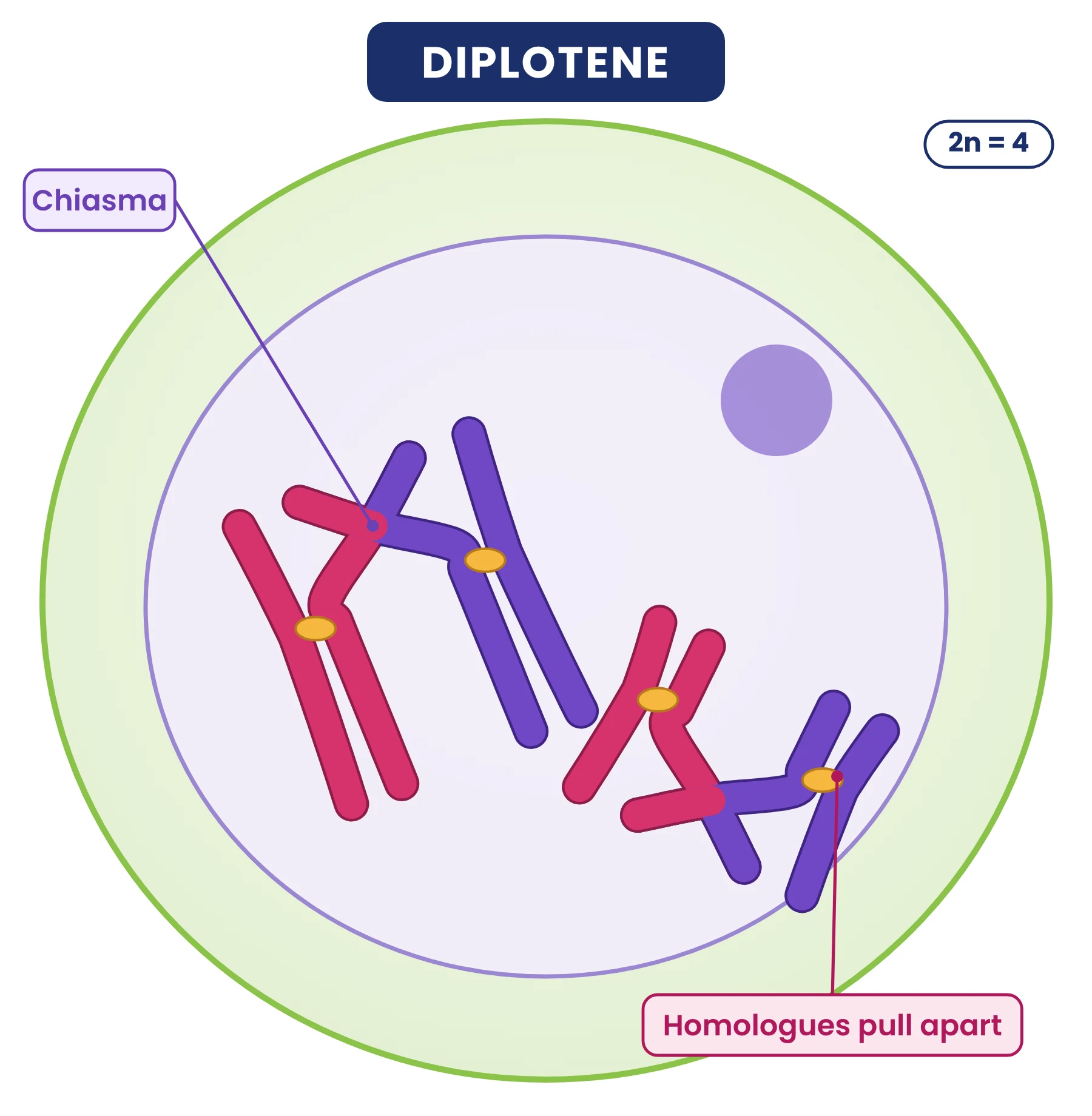 Cell cycle: diplotene of prophase I with homologues separating but held together at X-shaped chiasmata