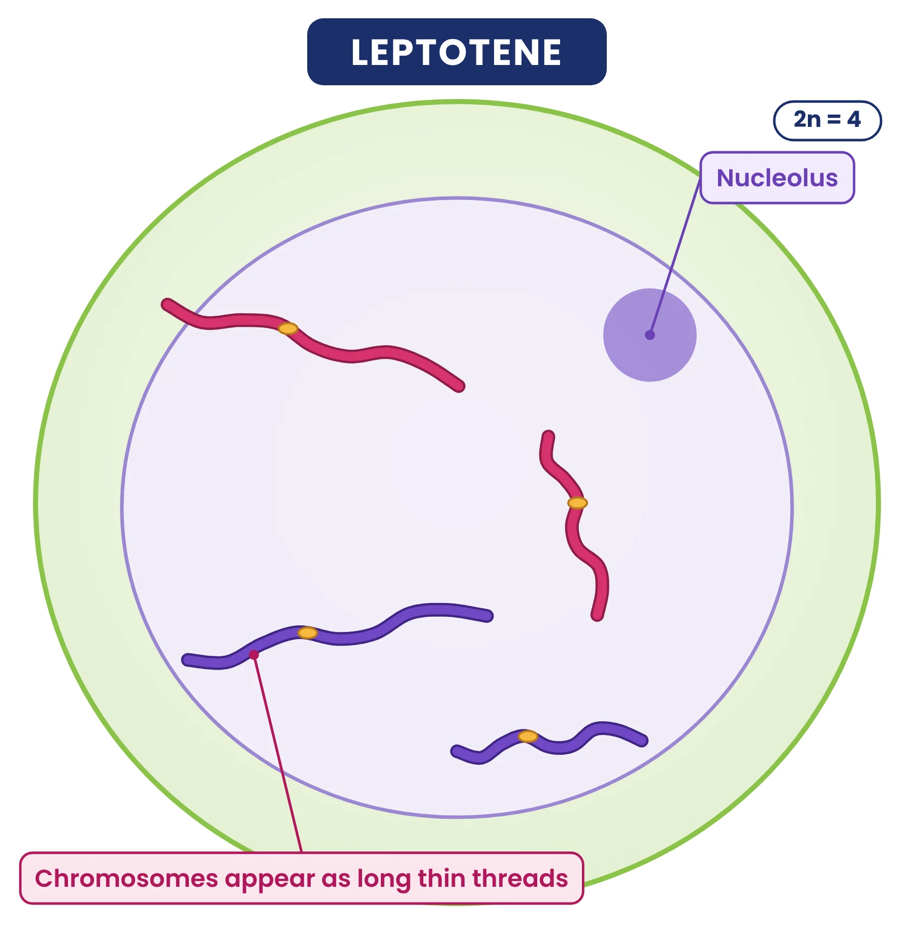 Cell cycle: leptotene of prophase I with four long thin chromosome threads inside the nucleus