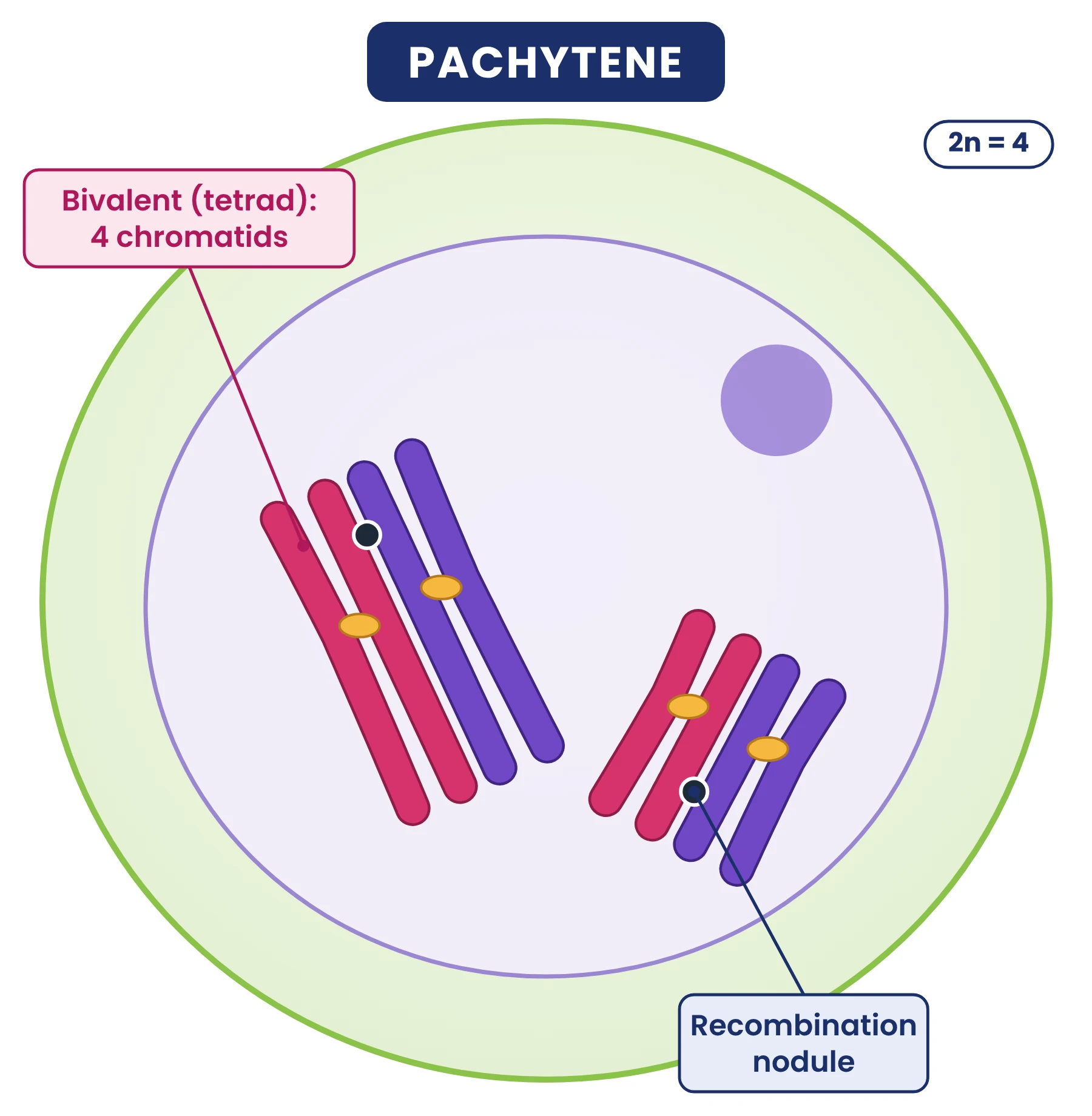 Cell cycle: pachytene of prophase I with two bivalents of four chromatids and recombination nodules
