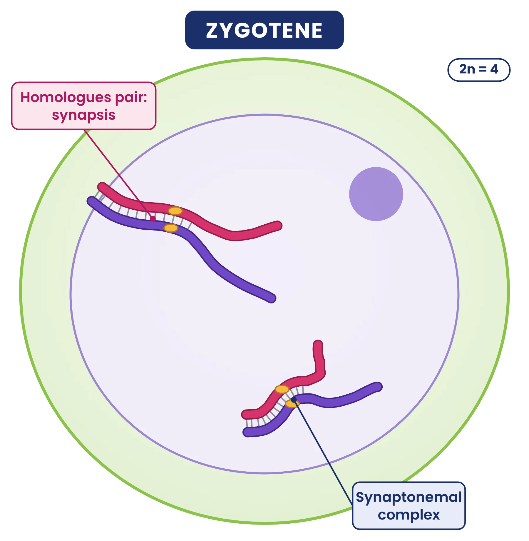 Cell cycle: zygotene of prophase I with homologous chromosomes pairing along a synaptonemal complex
