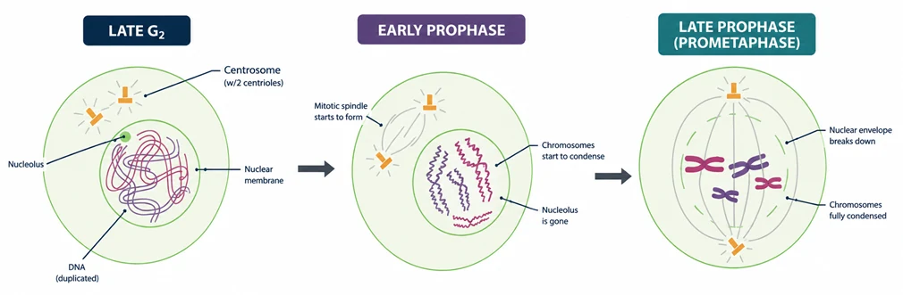 Cell cycle: late G2, early prophase and late prophase or prometaphase cells showing chromosome condensation, the forming spindle and nuclear envelope breakdown
