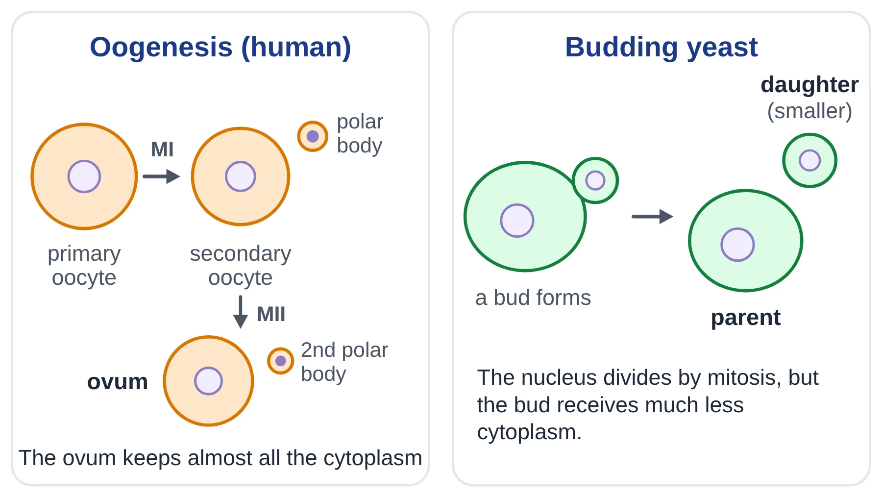 Cell cycle: unequal cytokinesis in human oogenesis with polar bodies and in budding yeast with a small daughter bud