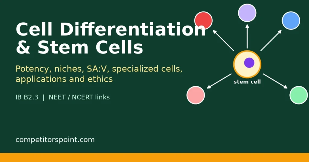 Cell differentiation and stem cells title card showing one stem cell with arrows to five different coloured specialized cells