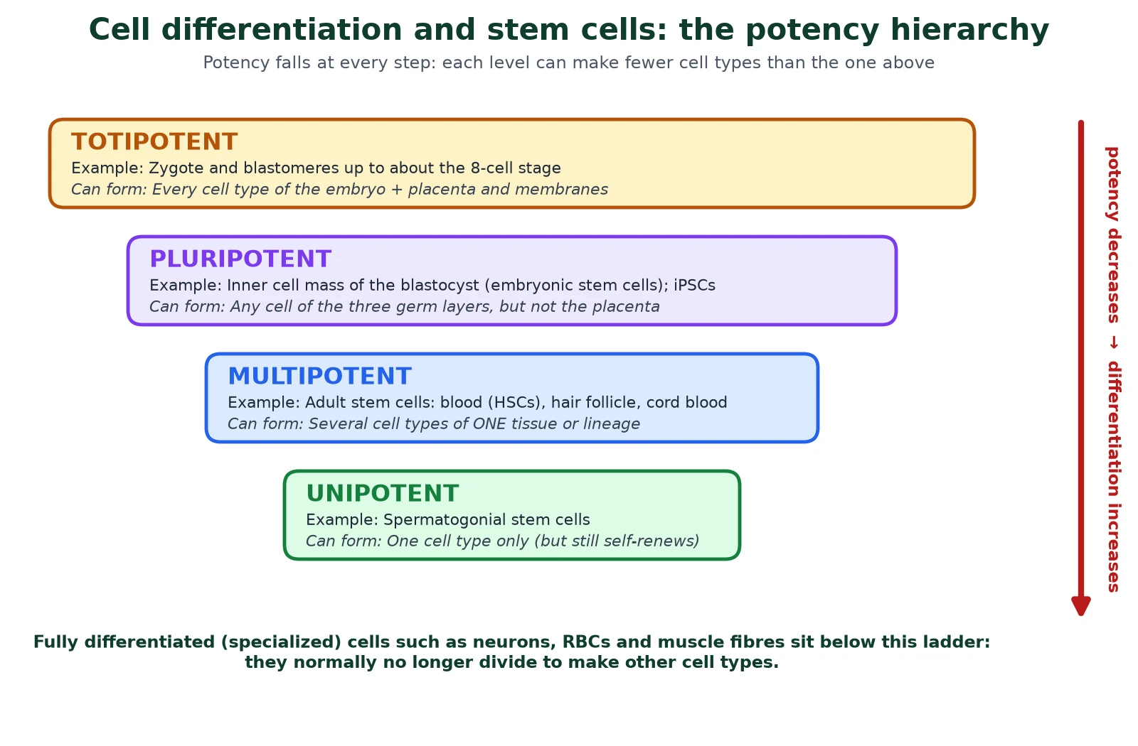 Cell differentiation and stem cells potency hierarchy from totipotent zygote and blastomeres, to pluripotent inner cell mass and iPSCs, to multipotent haematopoietic and hair follicle stem cells, to unipotent spermatogonial stem cells