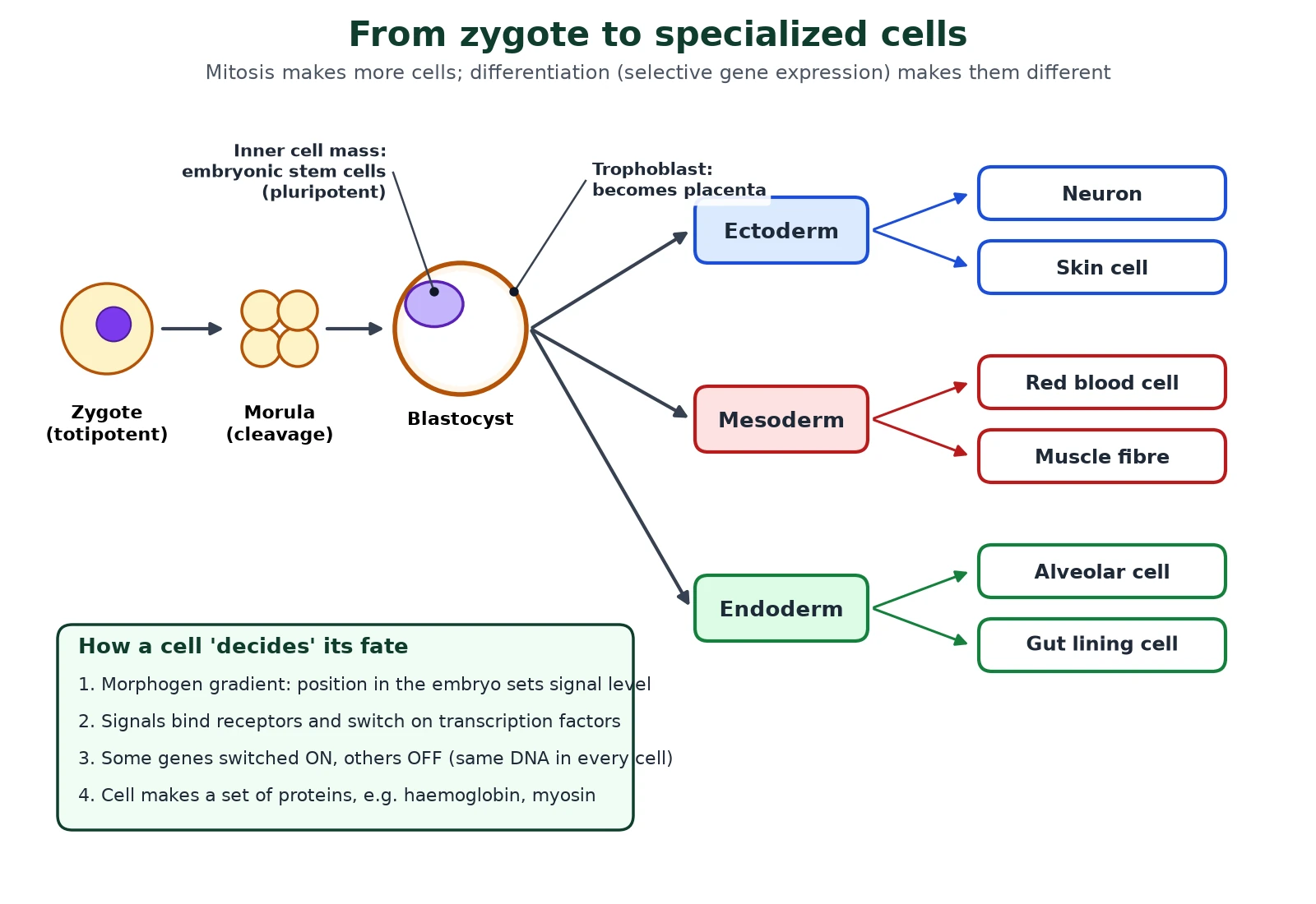 Cell differentiation and stem cells flow diagram from a totipotent zygote through morula and blastocyst with inner cell mass and trophoblast, to ectoderm, mesoderm and endoderm and then neurons, skin cells, red blood cells, muscle fibres, alveolar cells and gut lining cells