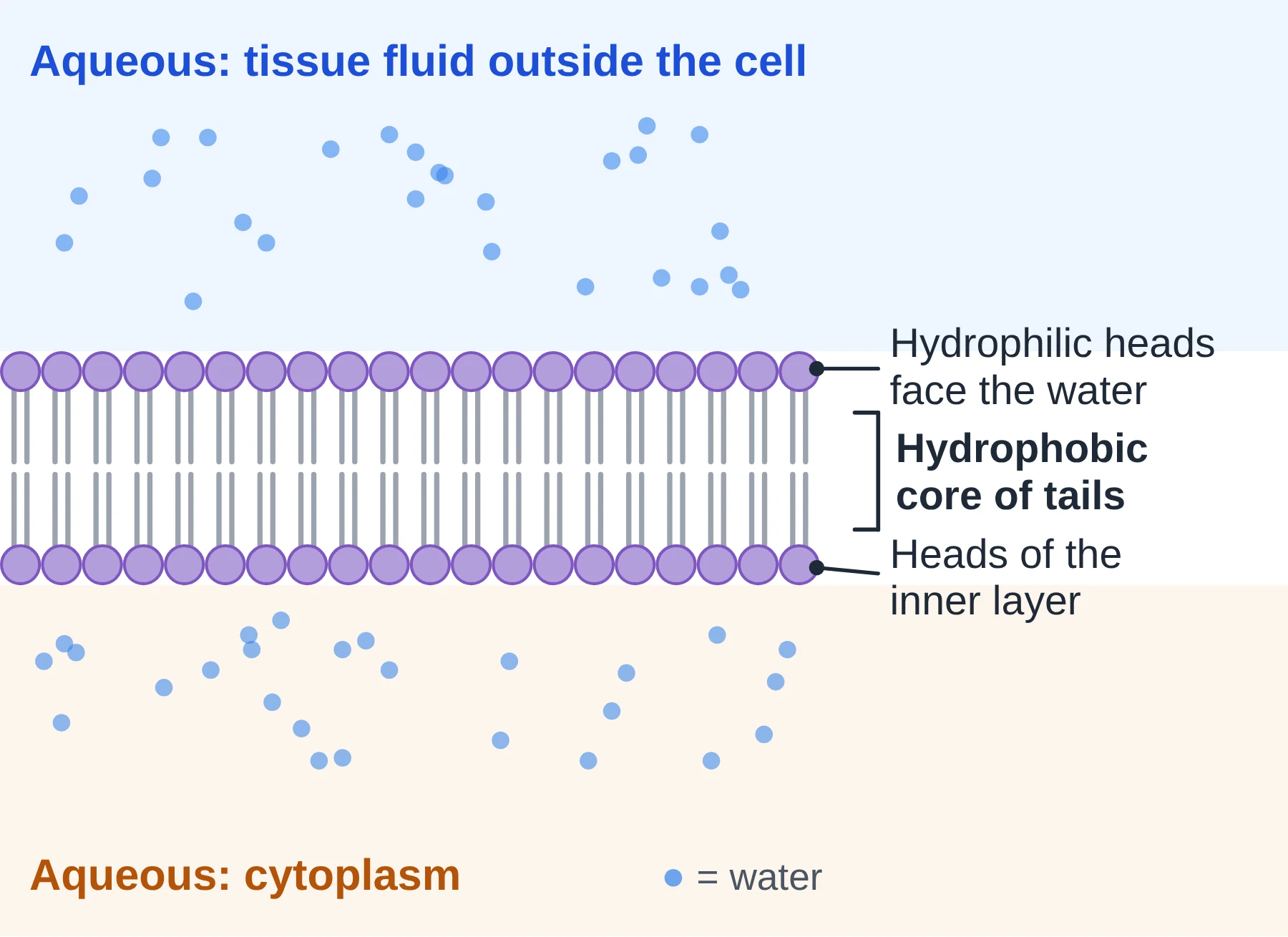 Cell membrane: phospholipid bilayer between tissue fluid and cytoplasm with hydrophilic heads facing water and a hydrophobic core of tails