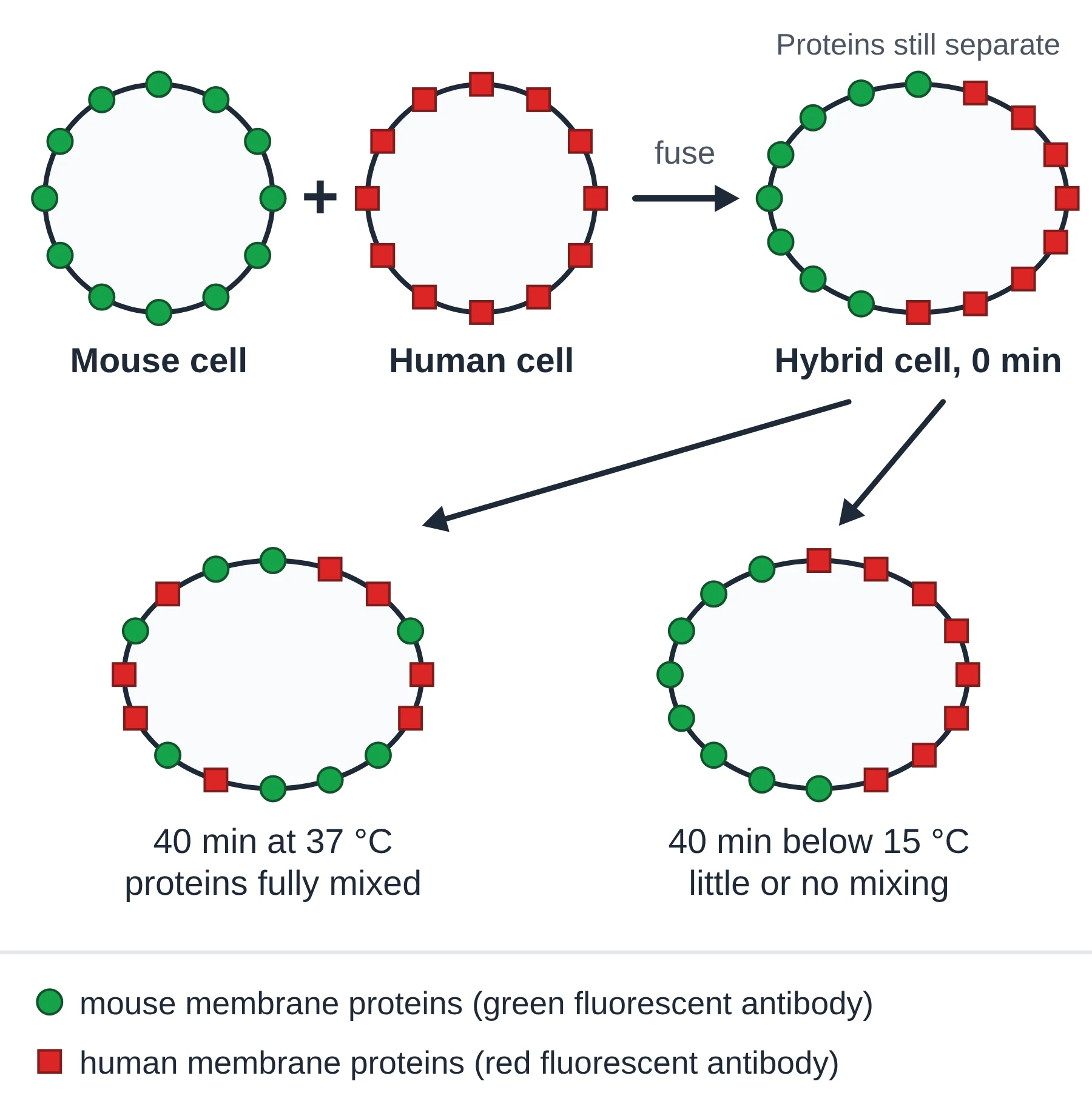 Cell membrane: mouse-human cell fusion experiment with green and red labelled membrane proteins mixing at 37 degrees Celsius but not at low temperature