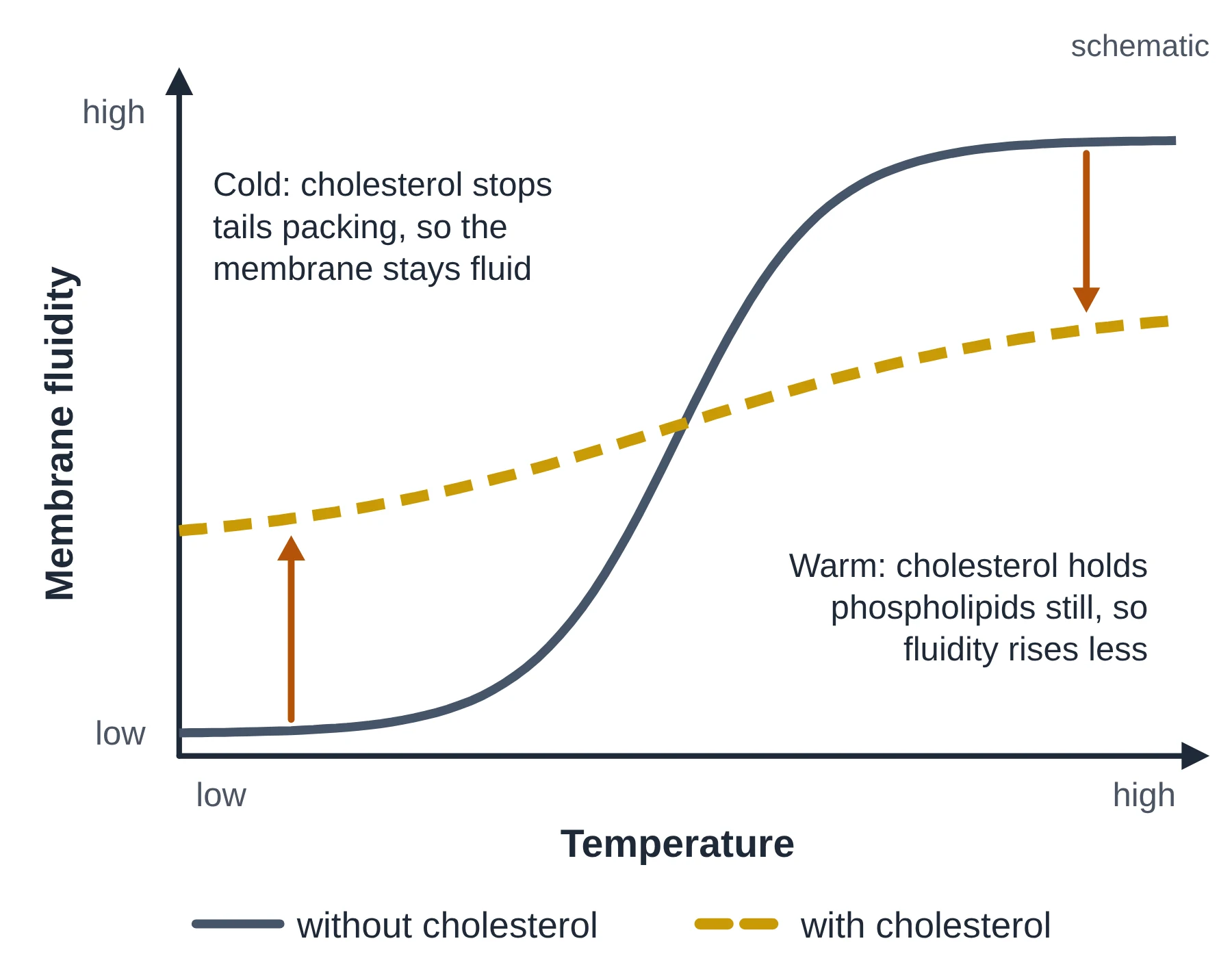 Cell membrane: schematic graph of fluidity against temperature showing cholesterol reduces fluidity when warm and raises it when cold