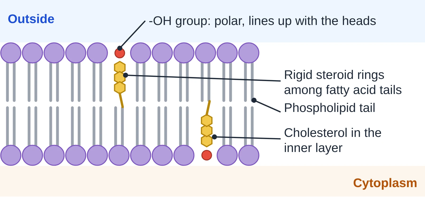 Cell membrane: enlarged bilayer showing cholesterol molecules with hydroxyl group at head level and rigid steroid rings among phospholipid tails