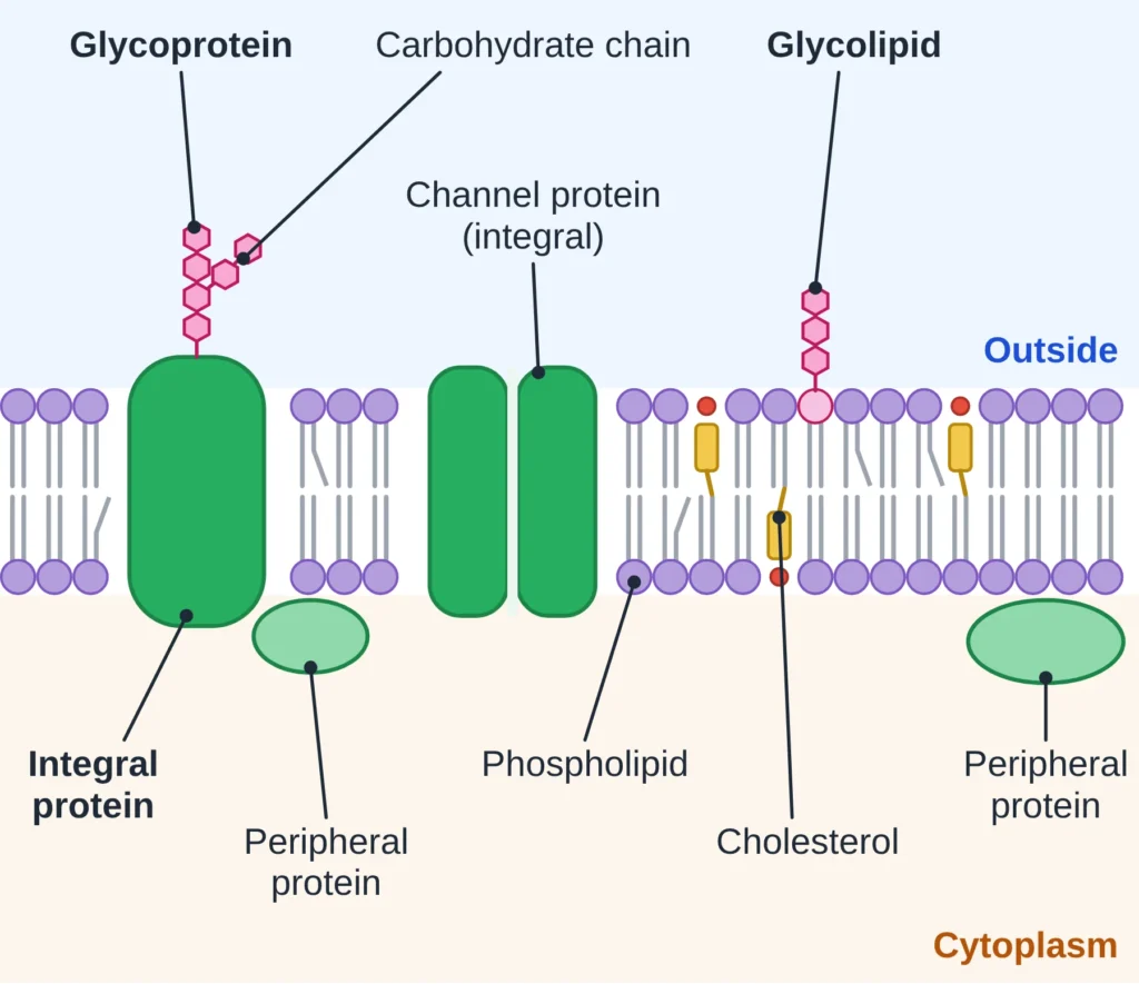 cell membrane - labelled fluid mosaic model showing the phospholipid bilayer with embedded proteins, cholesterol and surface glycoproteins