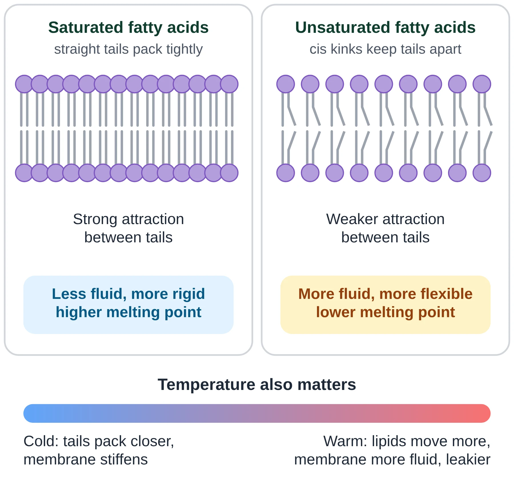 Cell membrane: comparison of tightly packed saturated fatty acid tails and loosely packed kinked unsaturated tails, with a temperature scale
