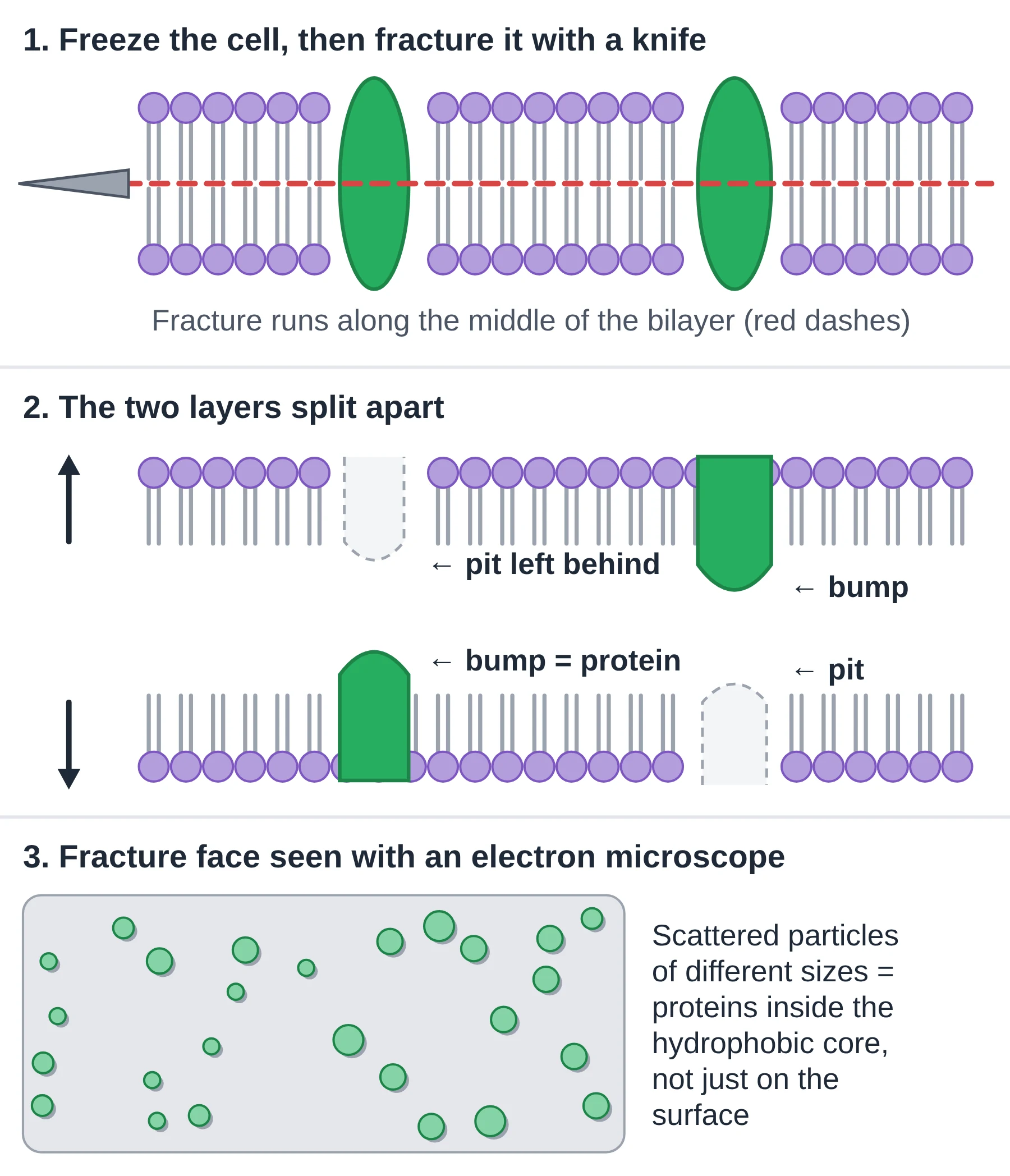 Cell membrane: three-step freeze-fracture diagram showing the bilayer splitting down the middle and proteins seen as particles on the fracture face