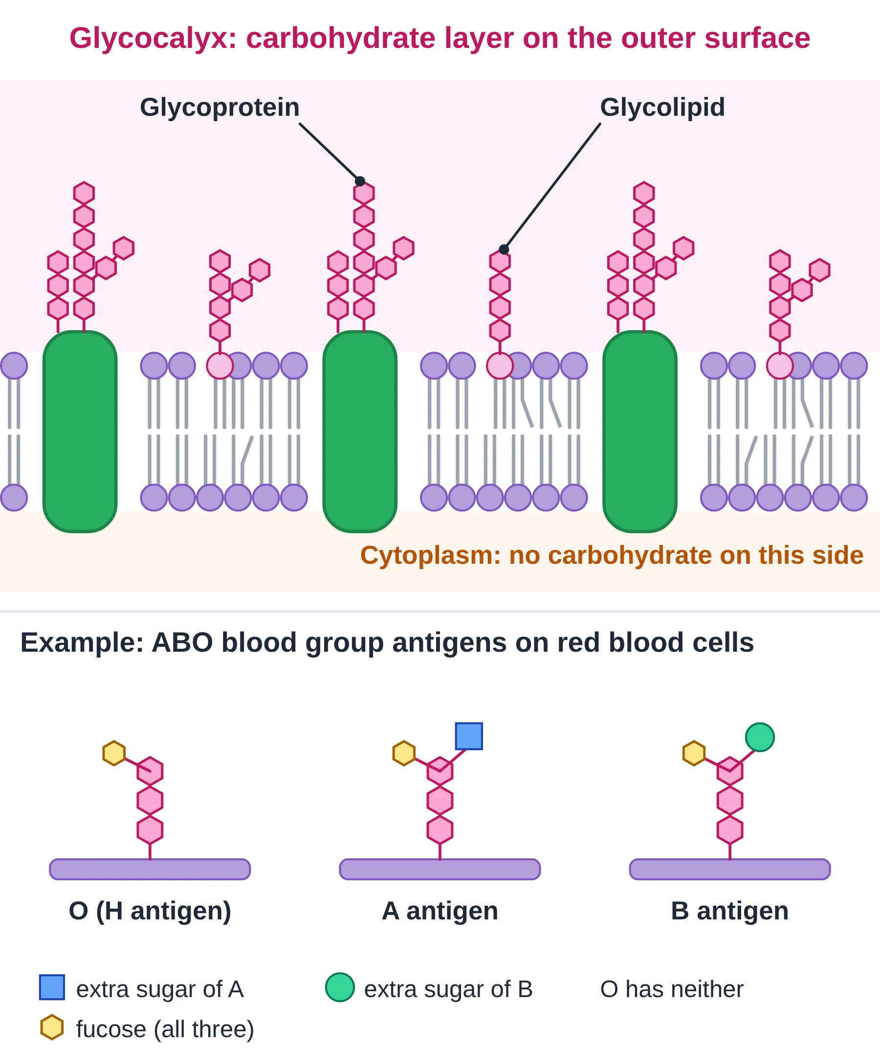 Cell membrane: glycocalyx of glycoproteins and glycolipids on the outer surface, with an inset of O, A and B blood group antigen sugar chains