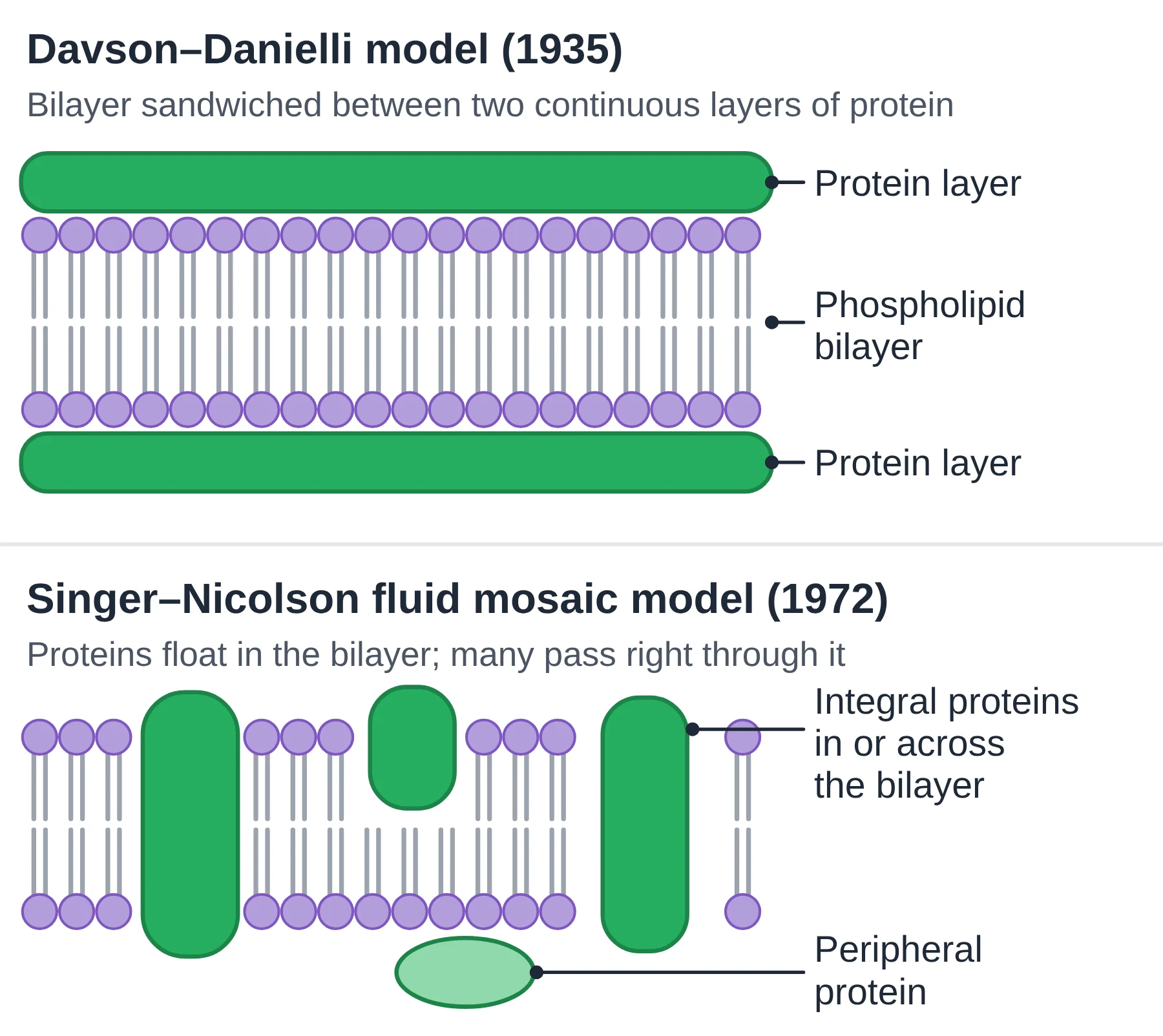 Cell membrane: Davson-Danielli sandwich model with continuous protein layers compared with the Singer-Nicolson fluid mosaic model with embedded proteins