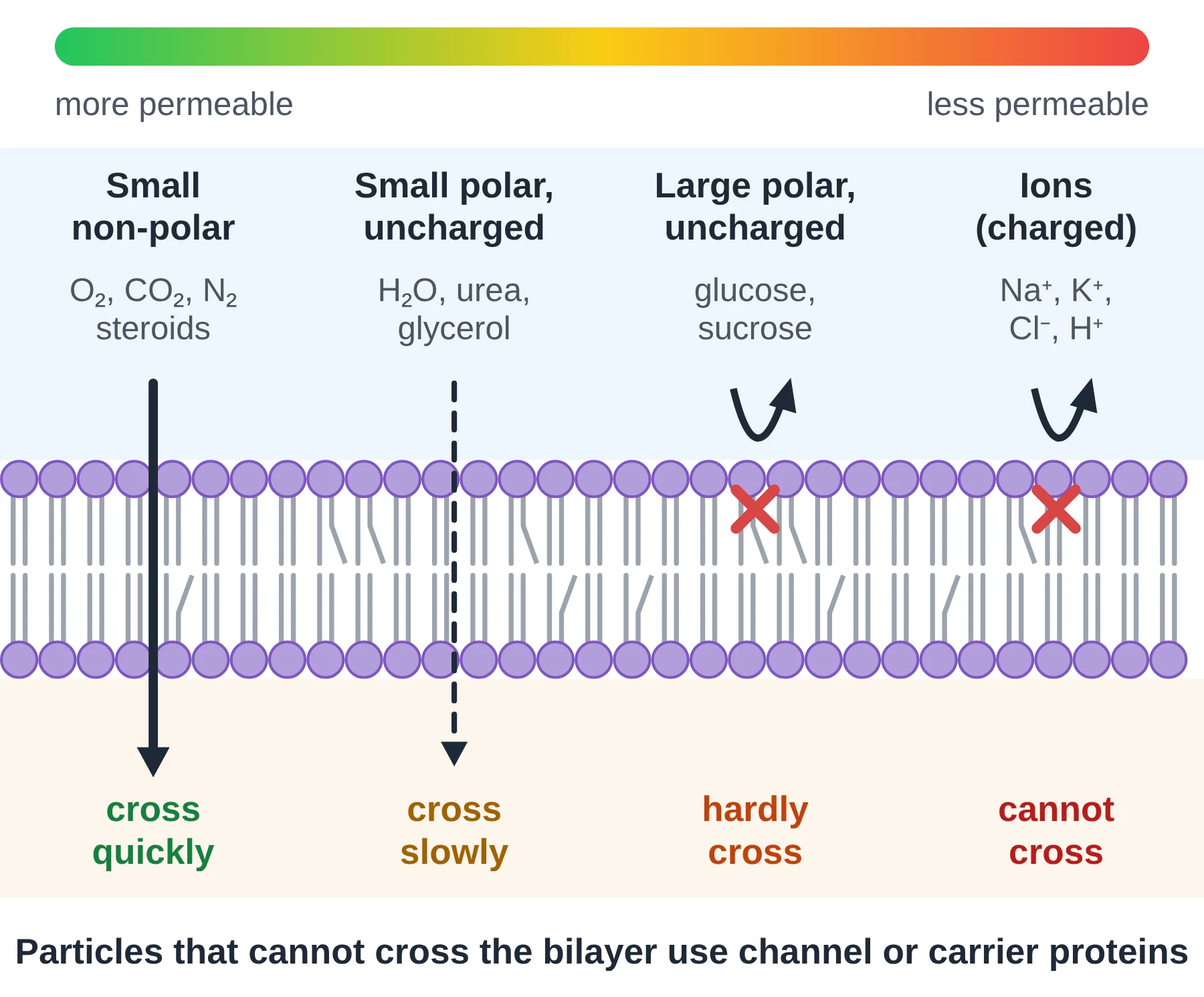 Cell membrane: permeability scale showing oxygen crossing quickly, water slowly, and glucose and sodium ions blocked by the phospholipid bilayer
