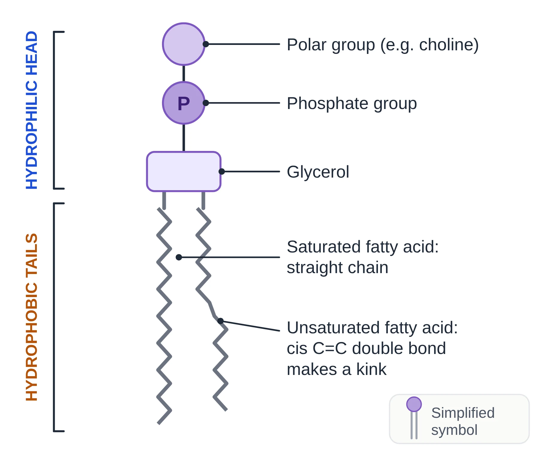 Cell membrane: diagram of a single phospholipid molecule labelled with polar group, phosphate, glycerol, a straight saturated tail and a kinked unsaturated tail