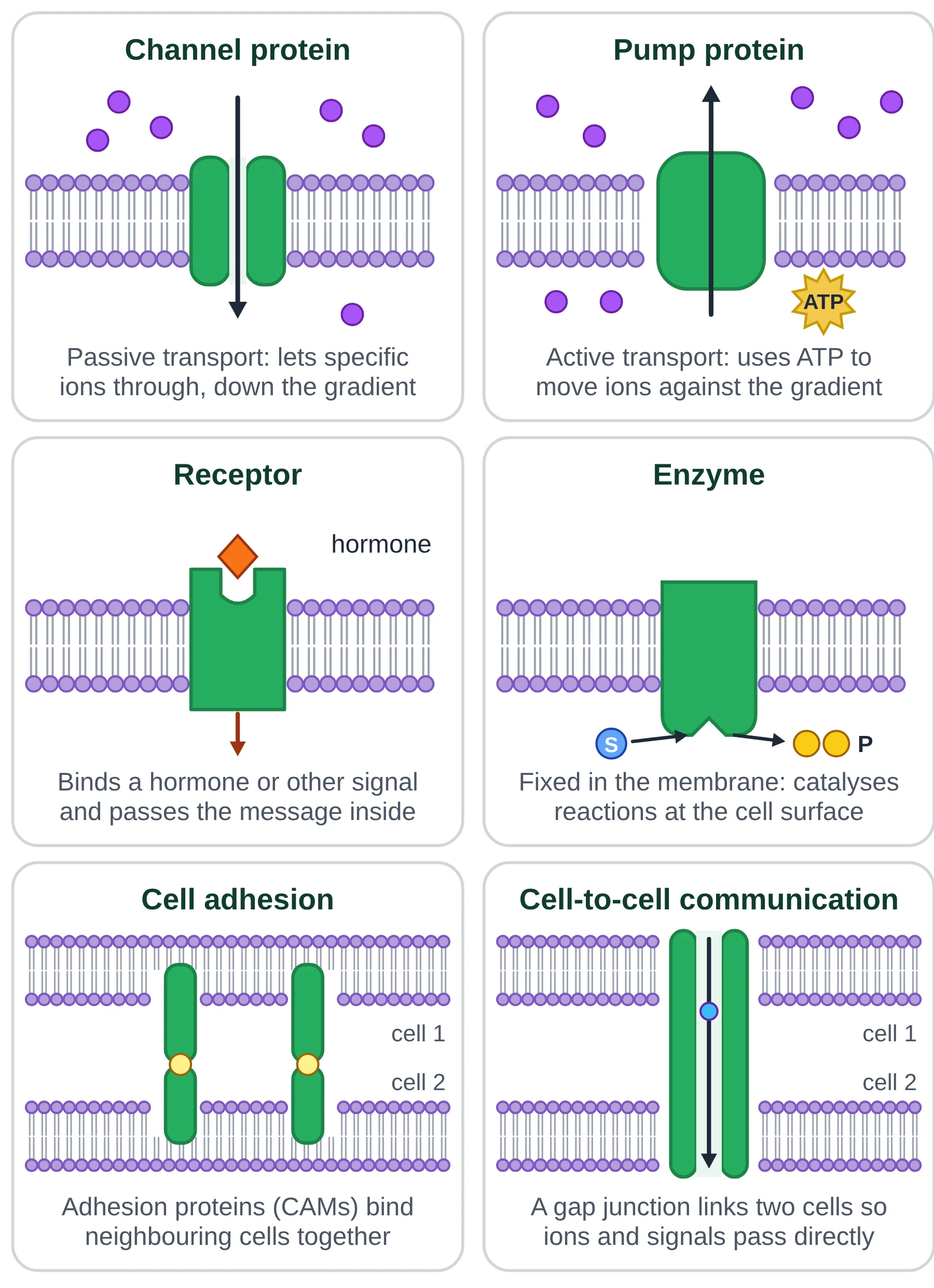 Cell membrane: six panels showing membrane protein functions as channel, pump, receptor, enzyme, cell adhesion and gap junction communication