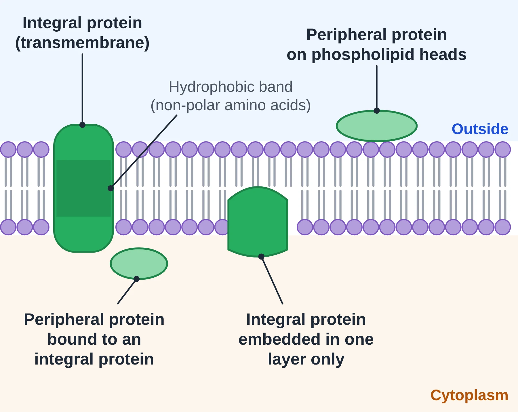 Cell membrane: integral transmembrane protein with a hydrophobic band, an integral protein in one layer, and peripheral proteins on the surface