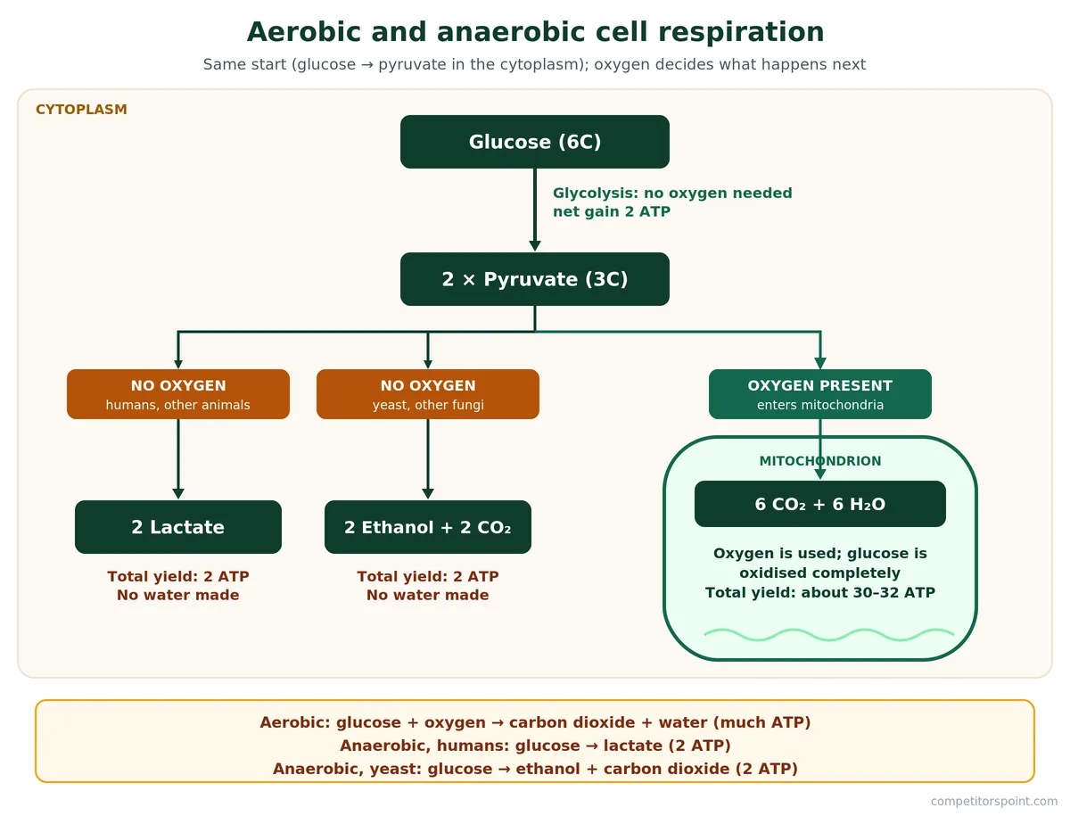 Aerobic and anaerobic respiration compared: lactate in humans, ethanol and CO2 in yeast, CO2 and water with oxygen